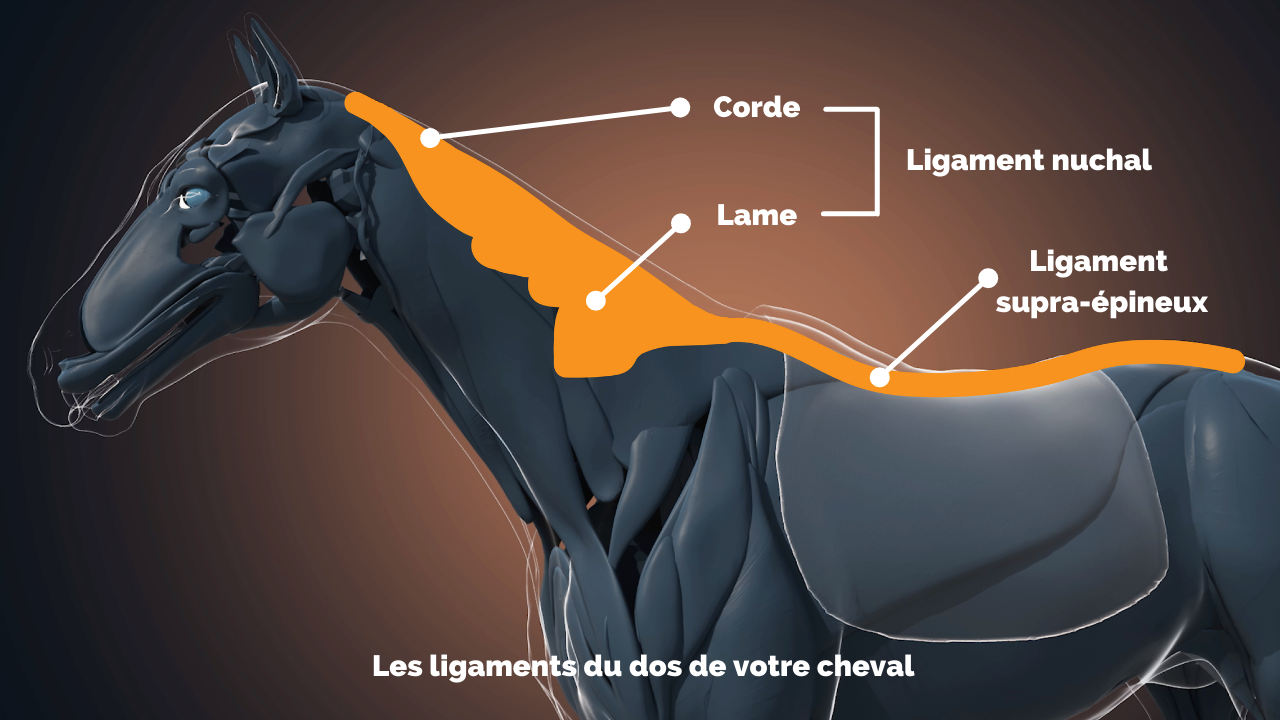 fonctionnement-dos-cheval