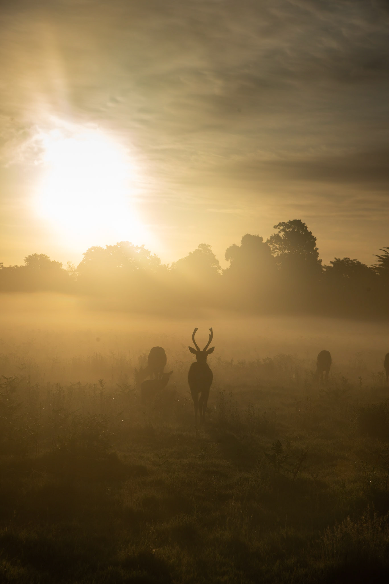 Stag Sunrise
