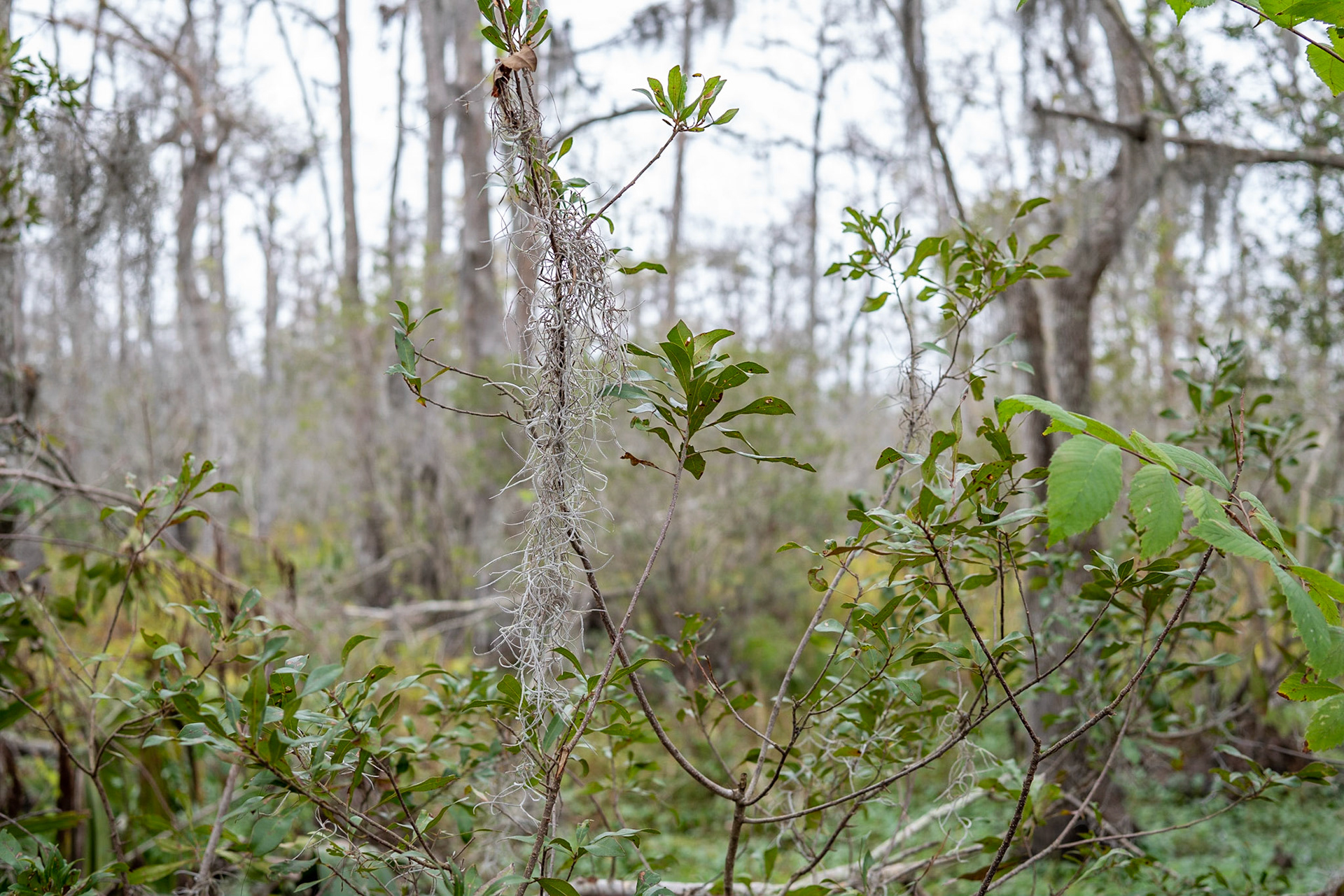 Barataria Preserve, Jean Lafitte National Park - New Orleans LA - by Alison Northway 2022