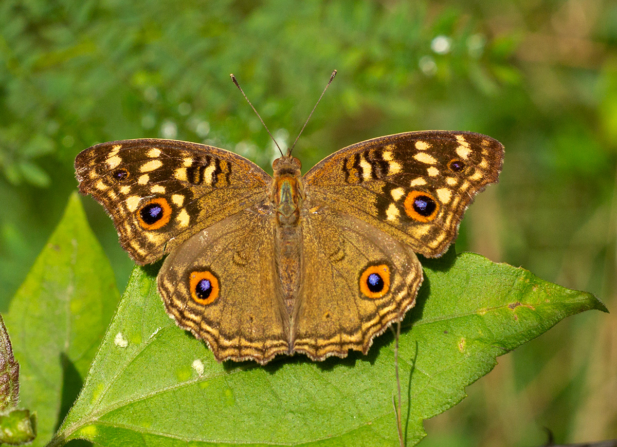 lemon Pansy