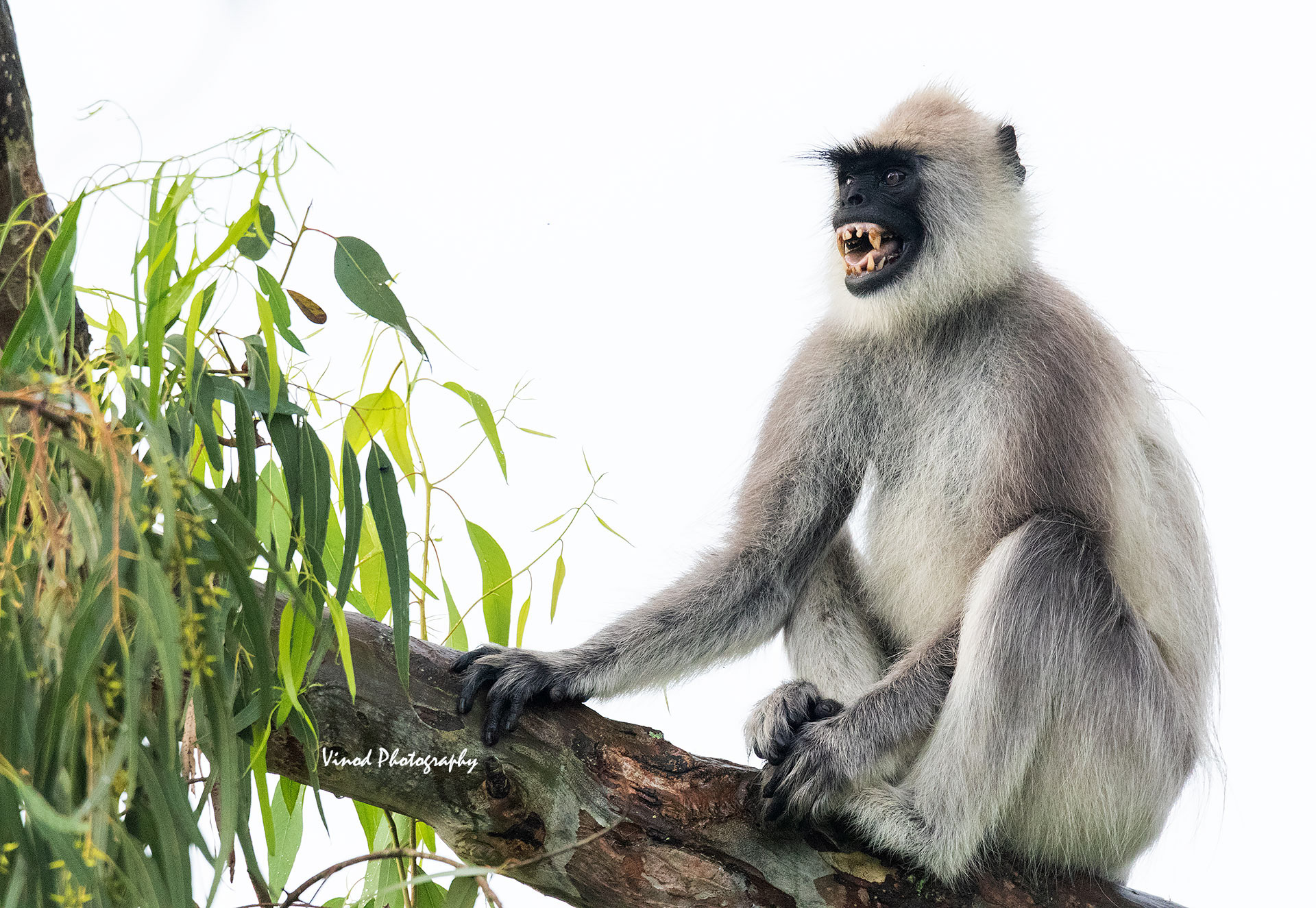 Hanuman langur