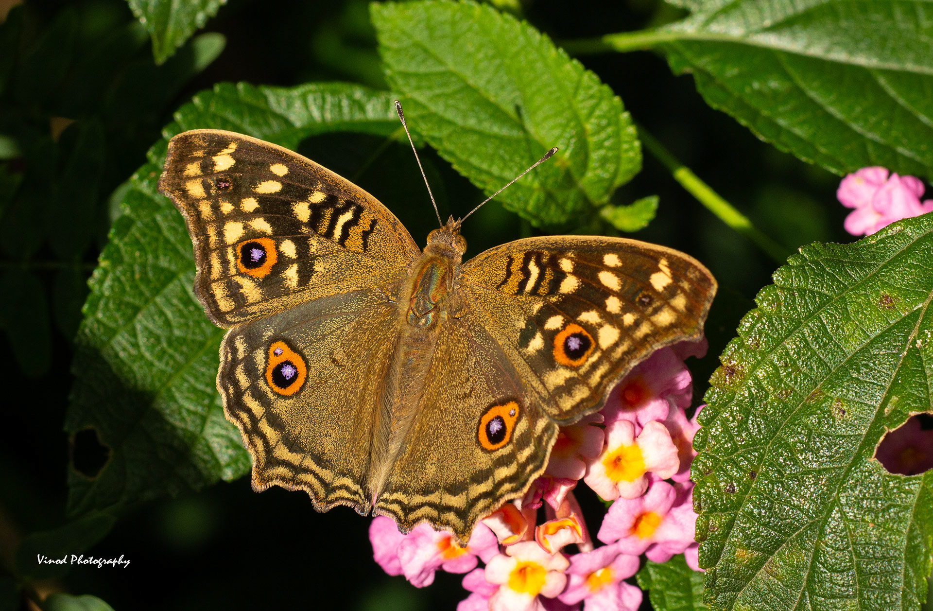 Lemon Pansy