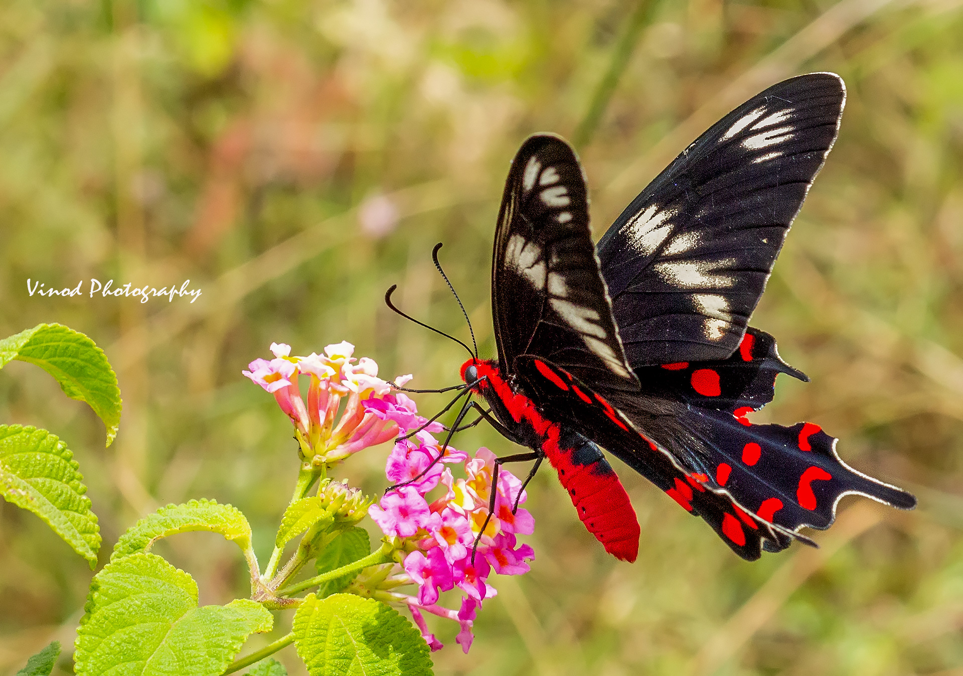 Common Rose