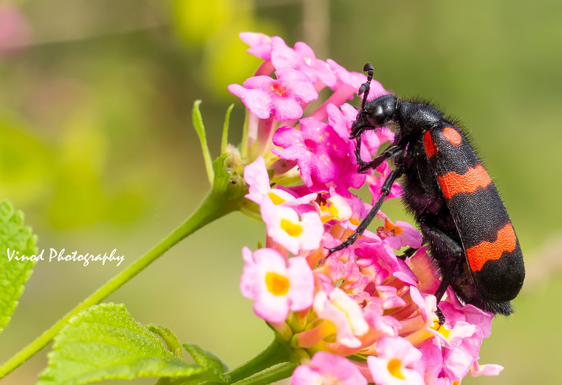 Bettle