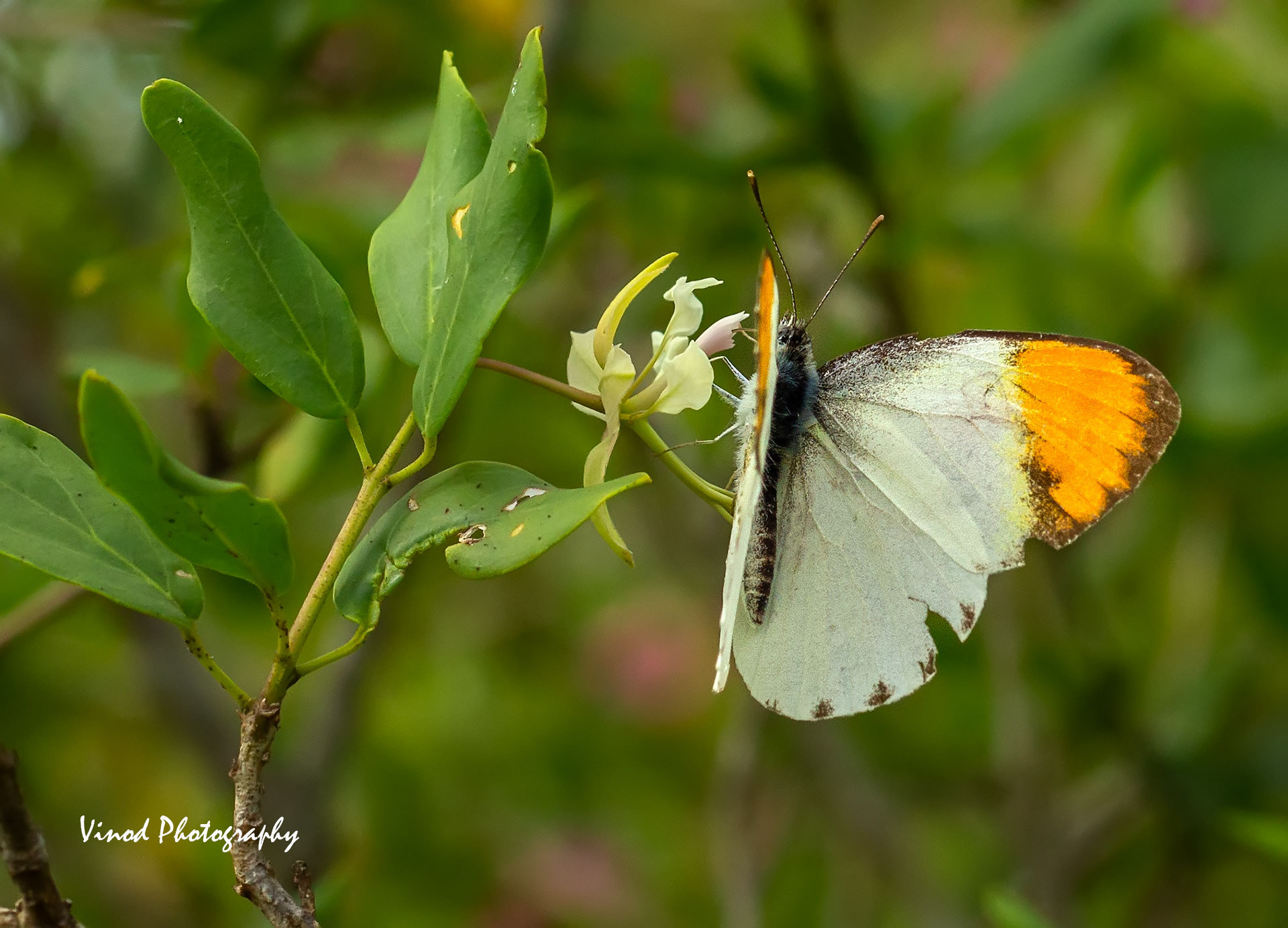White Orange Tip