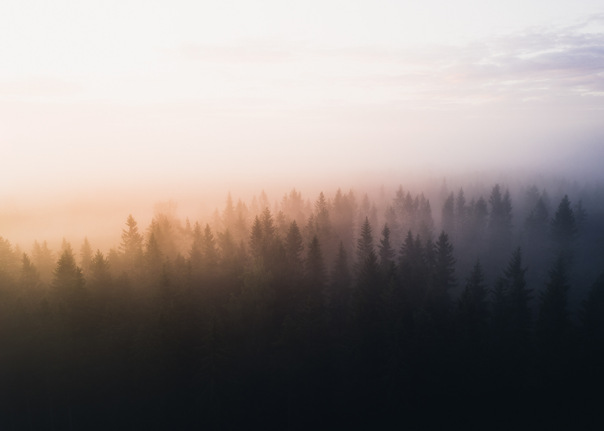 Sunrise Over the Treetops
