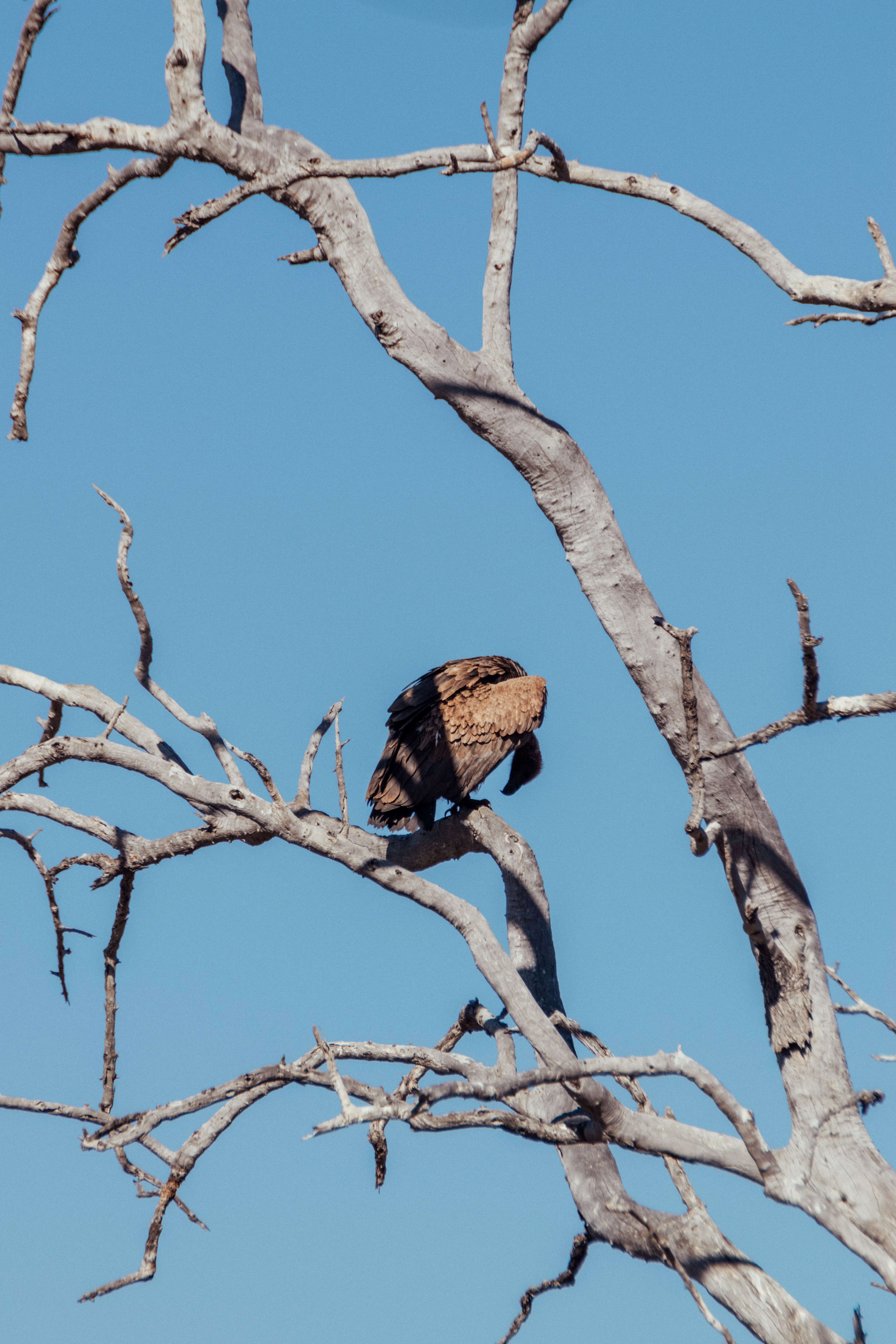 Kapama Private Game Reserve - Kruger National Park