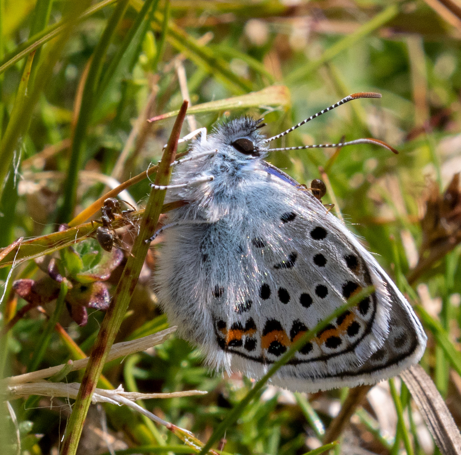 Stephen Batt - Cornish butterfly photos