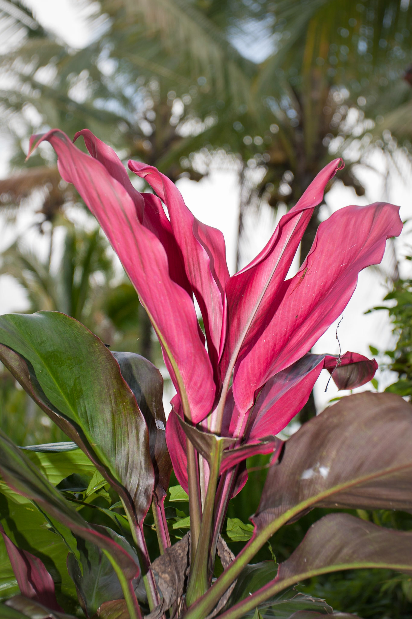Bali ©McNairnPhotography