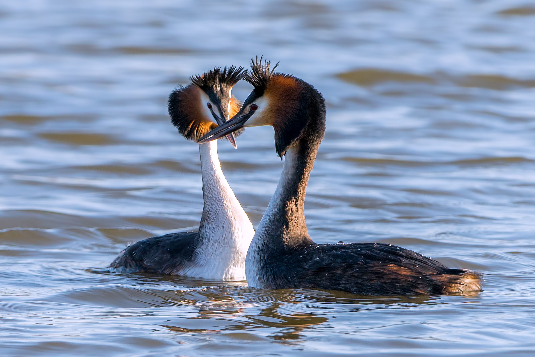 Great crested grebe couple in the midst of their beautiful mating dance