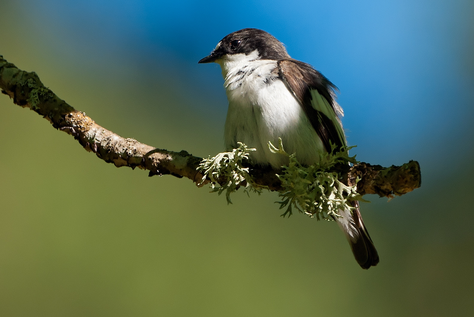 European pied flycatcher watching over the nesting area