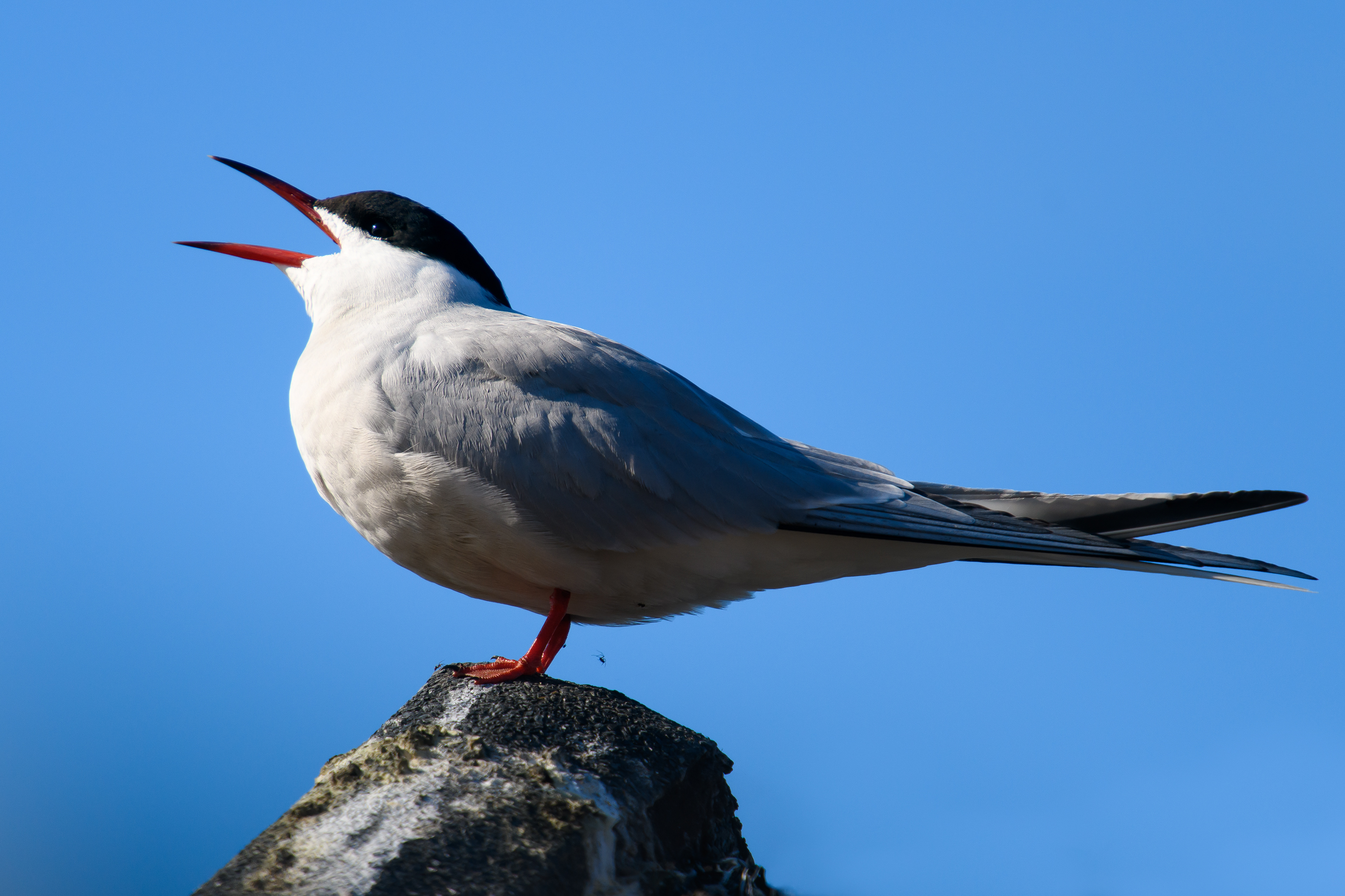 Female Common tern waiting for her partner to feed her fish
