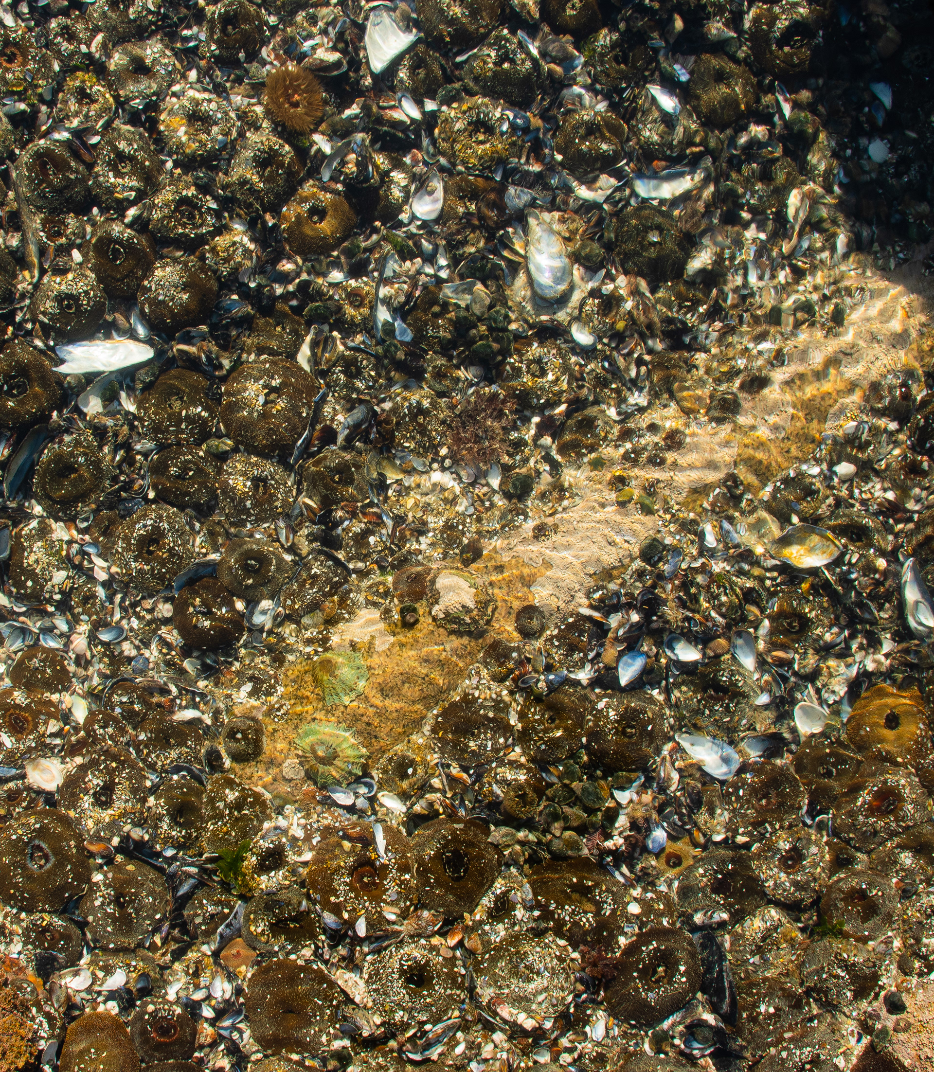 Tide pools see a varied array of life