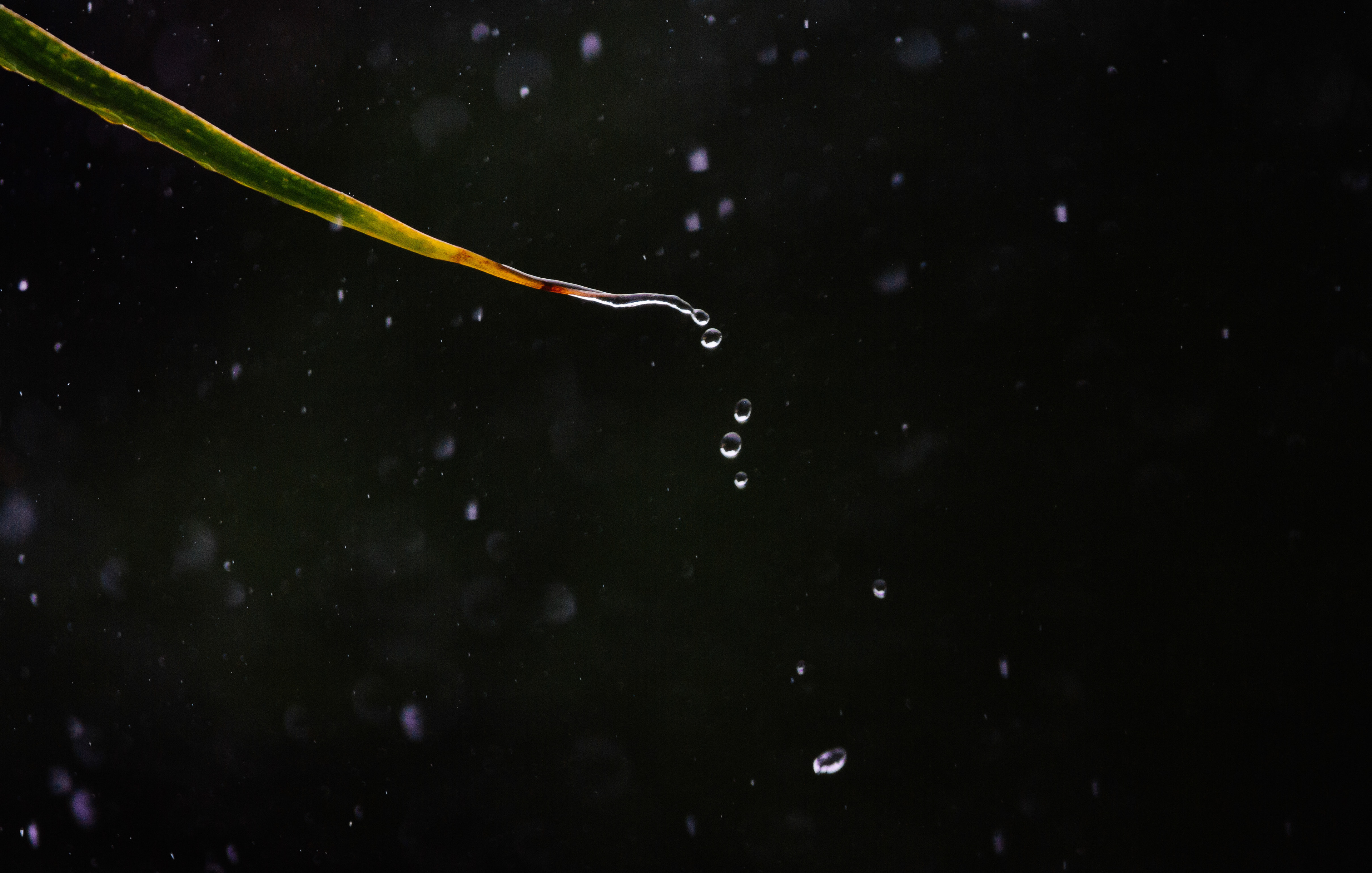 rain #1
