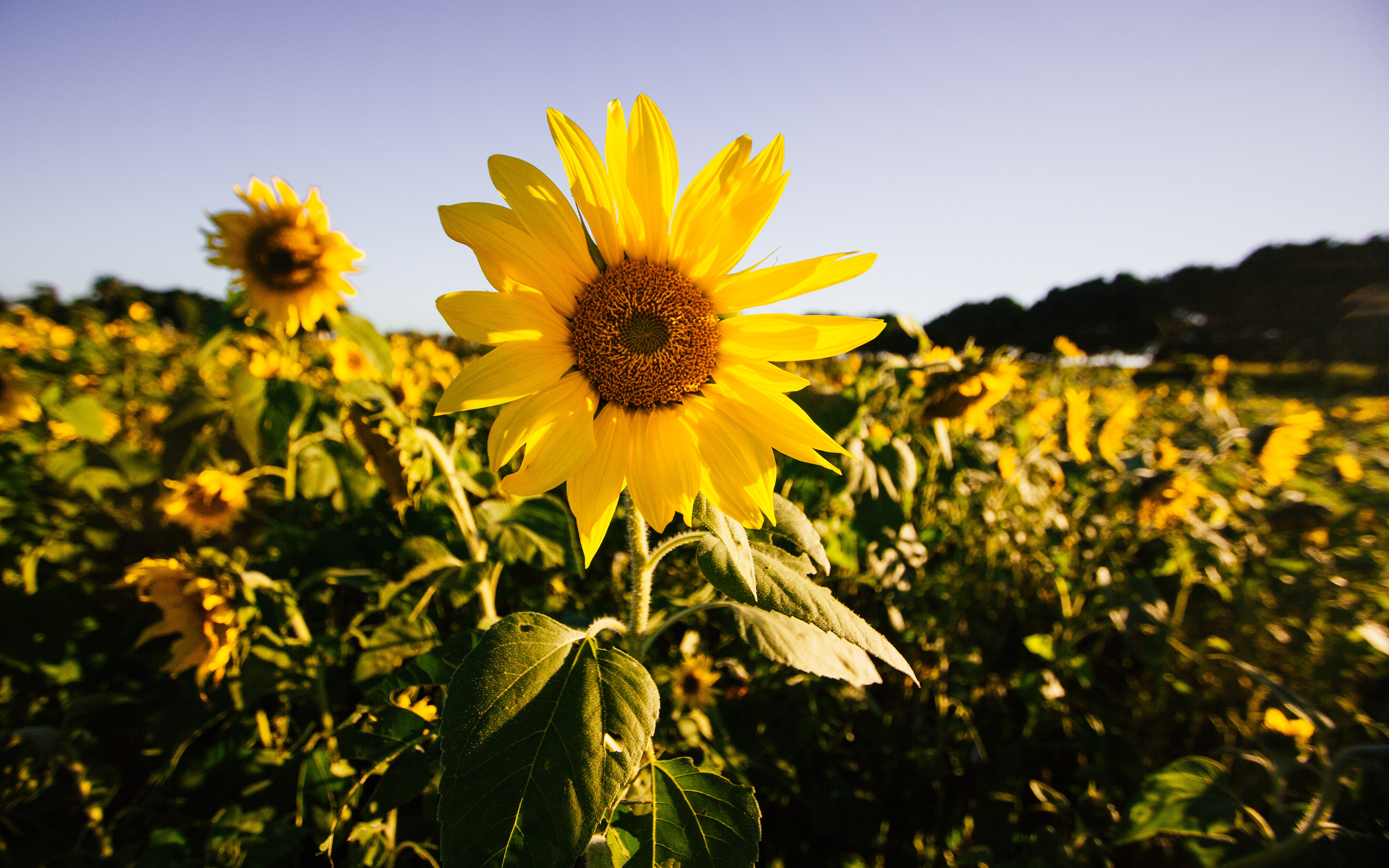 sunflowers #3