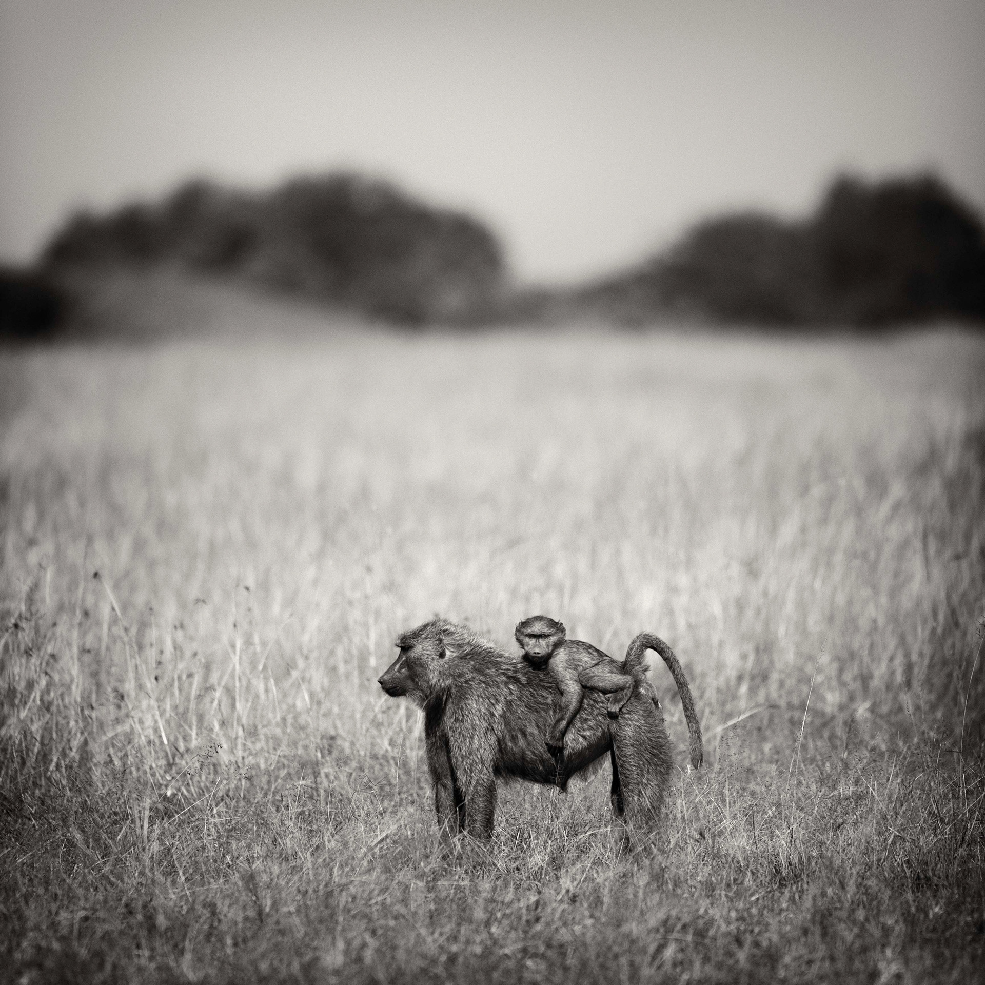 Mother and son ,Masai Mara 2015