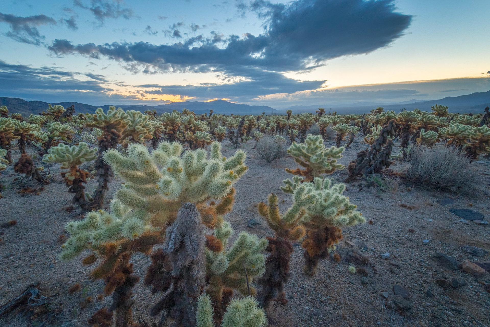 Cholla Garden, early morning.Joshua Tree National ParkCaliforniaFebruary 22, 2020Pentax K-1, HD PENTAX-D FA 15-30mm F2.8ED SDM WRISO 1600 15 mm  0.4 sec at ƒ / 18