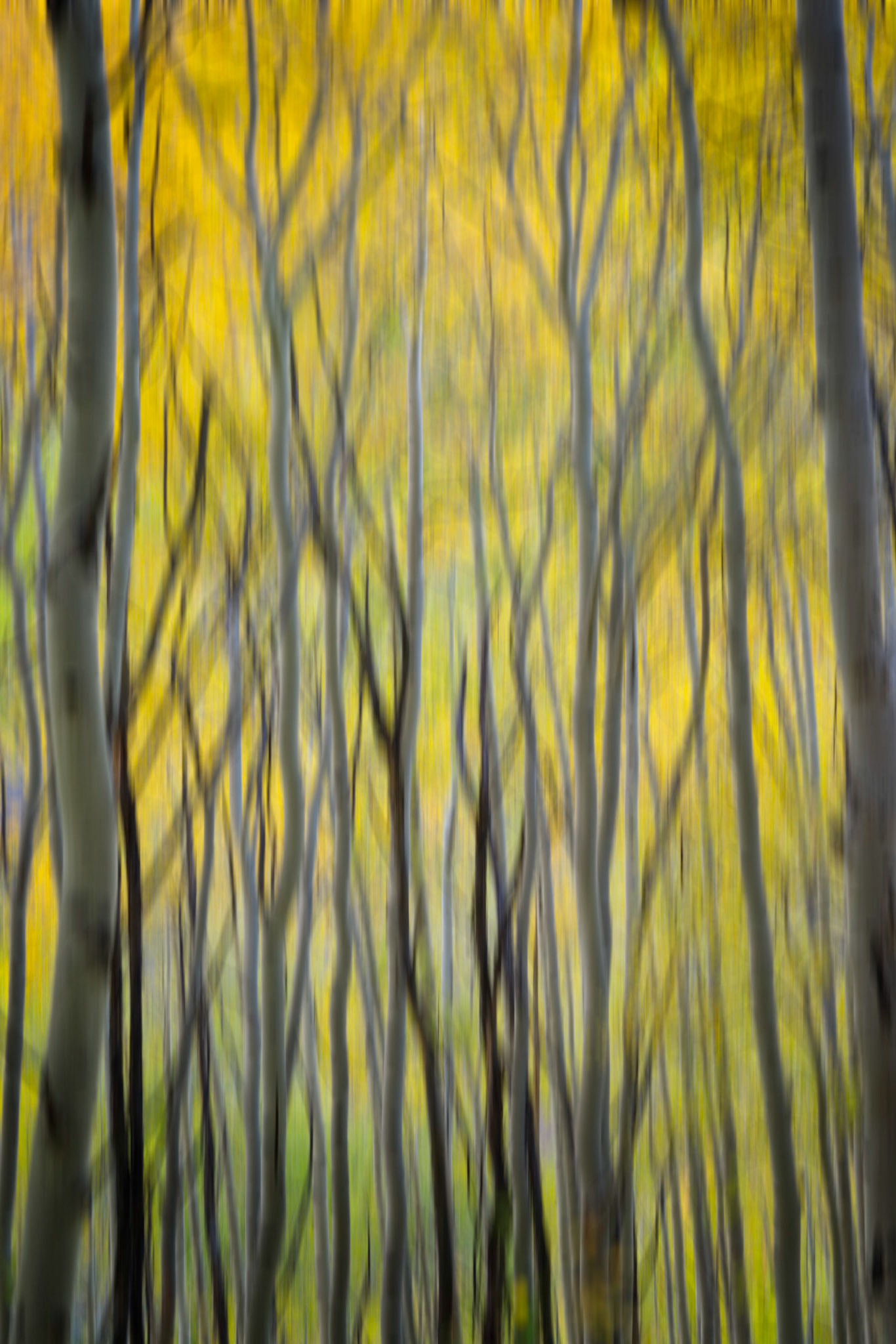 Some twisting aspens in the San Juan Mountains.  The original image had a bit too much going on in it, so I added a blur effect to give it a more impressionistic feel, which also simplified the scene a bit.Uncompahgre National ForestColoradoSeptember 26, 2017PENTAX K-1, TAMRON 28-300mm F3.5-6.3 Ultra zoom XRISO 100 115 mm  5.0 sec at ƒ / 16