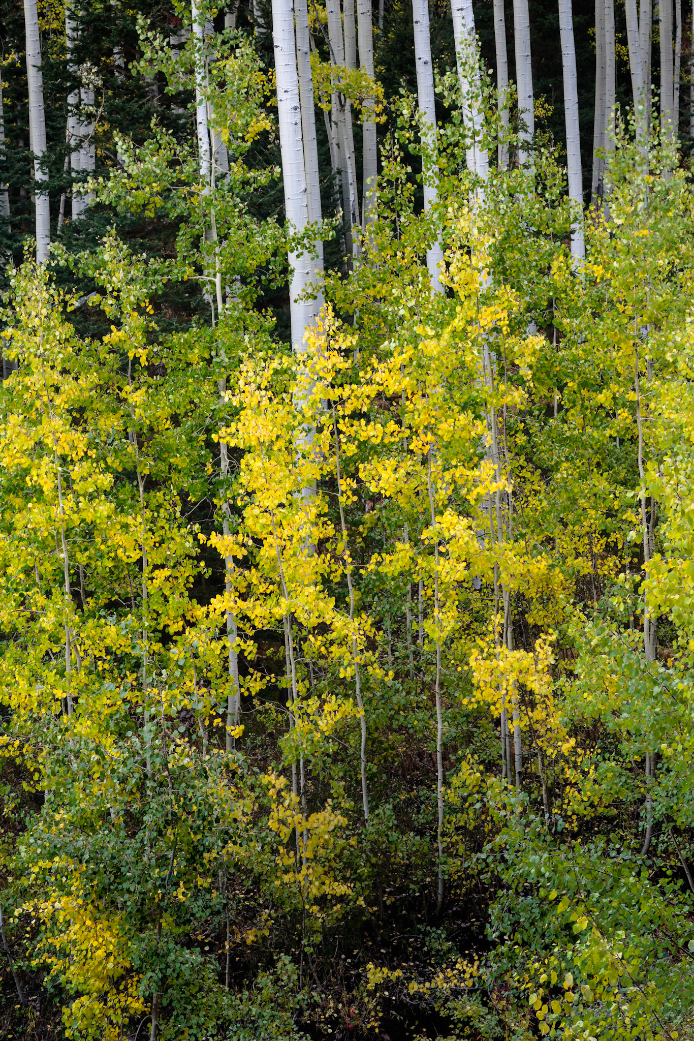 Some young aspen saplings amidst a mature aspen grove in the San Juan Mountains.Uncompahgre National ForestColoradoSeptember 29, 2017PENTAX K-1, TAMRON 28-300mm F3.5-6.3 Ultra zoom XRISO 100 115 mm  1.6 sec at ƒ / 16