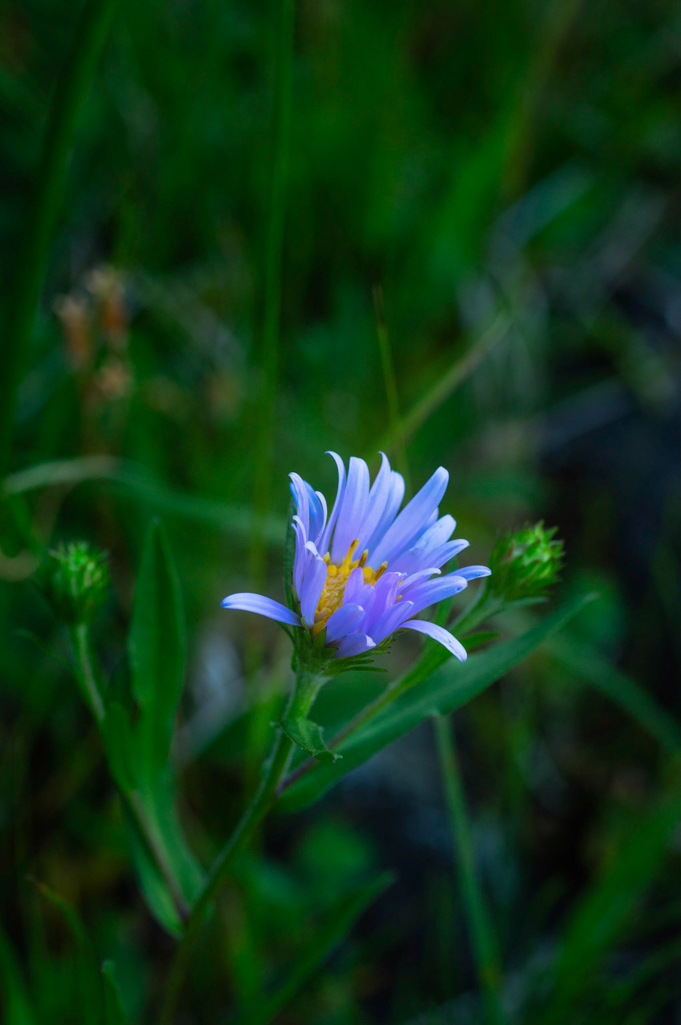 One of many alpine asters along the trails near Swiftcurrent Lake.Glacier National ParkJuly 29, 2015PENTAX K-3, smc PENTAX-F MACRO 50mm F2.8ISO 400 50 mm  ¹⁄₂₅ sec at ƒ / 9.0