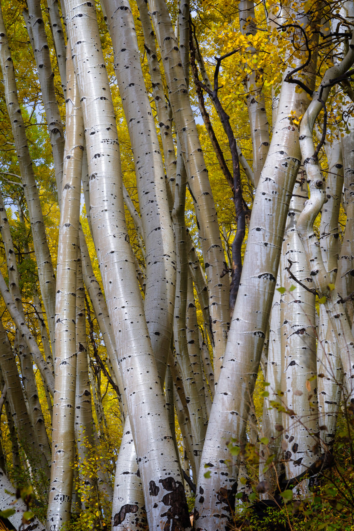 A heavy downpour of rain left the trunks of these aspens reflective of the returning sunshine.Uncompahgre National ForestColoradoSeptember 29, 2017PENTAX K-1, TAMRON 28-300mm F3.5-6.3 Ultra zoom XRISO 100 115 mm  ⅙ sec at ƒ / 16