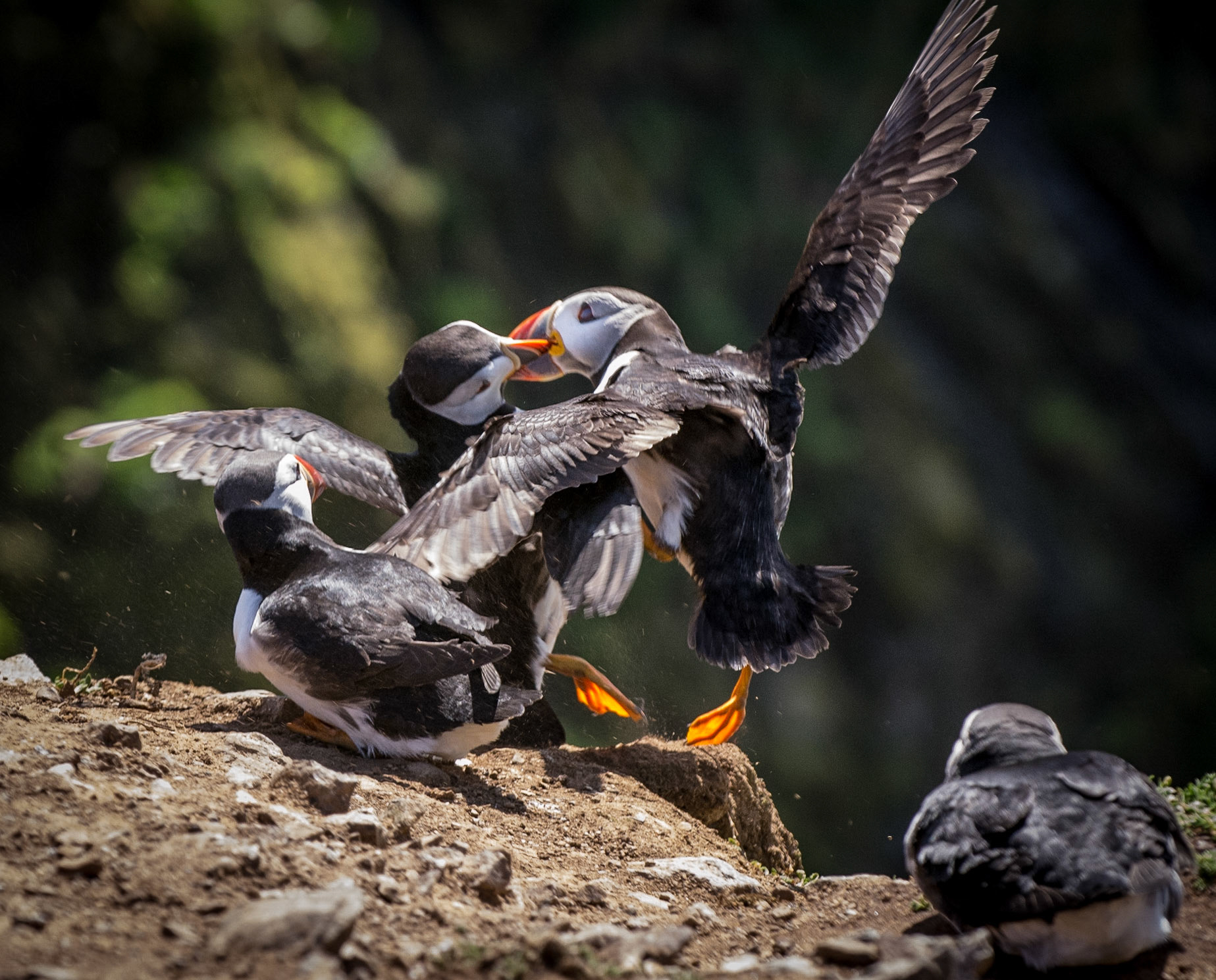 Puffin