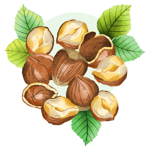Hazelnut