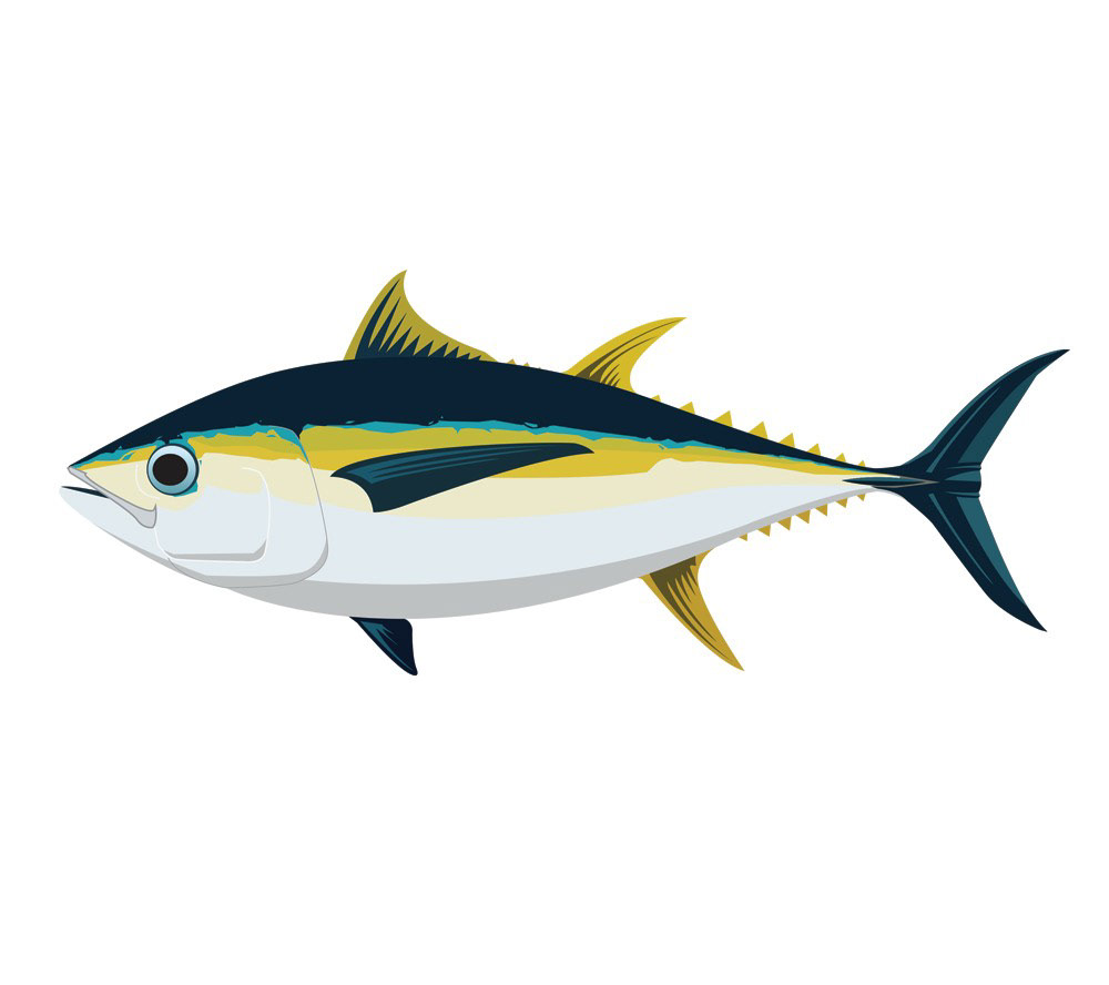 Fishboi Creative – Evan Wright - All the Tunas - Vector Illustrations