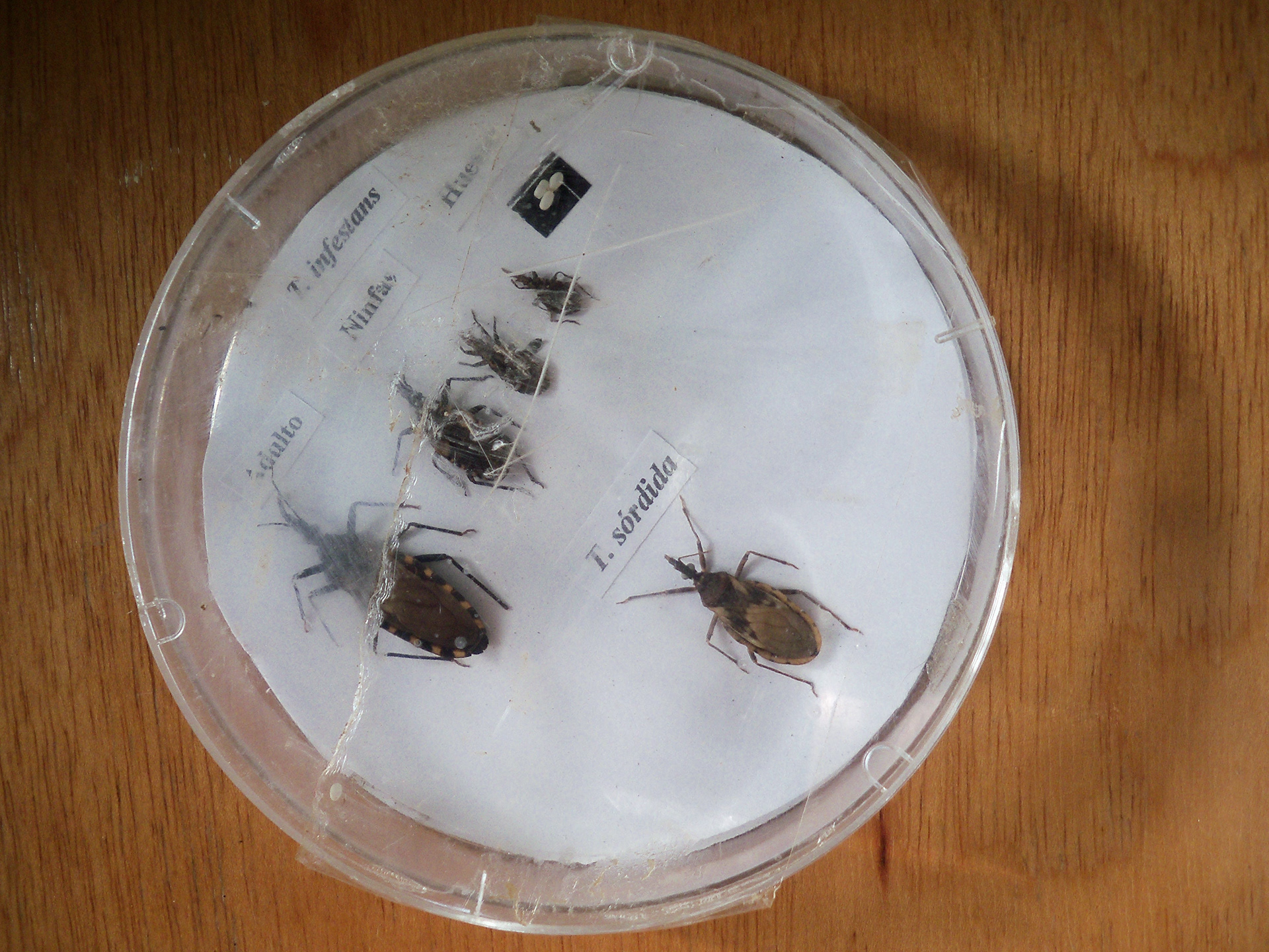 Kissing bugs (Vinchucas) insect that transmit Chagas Disease.