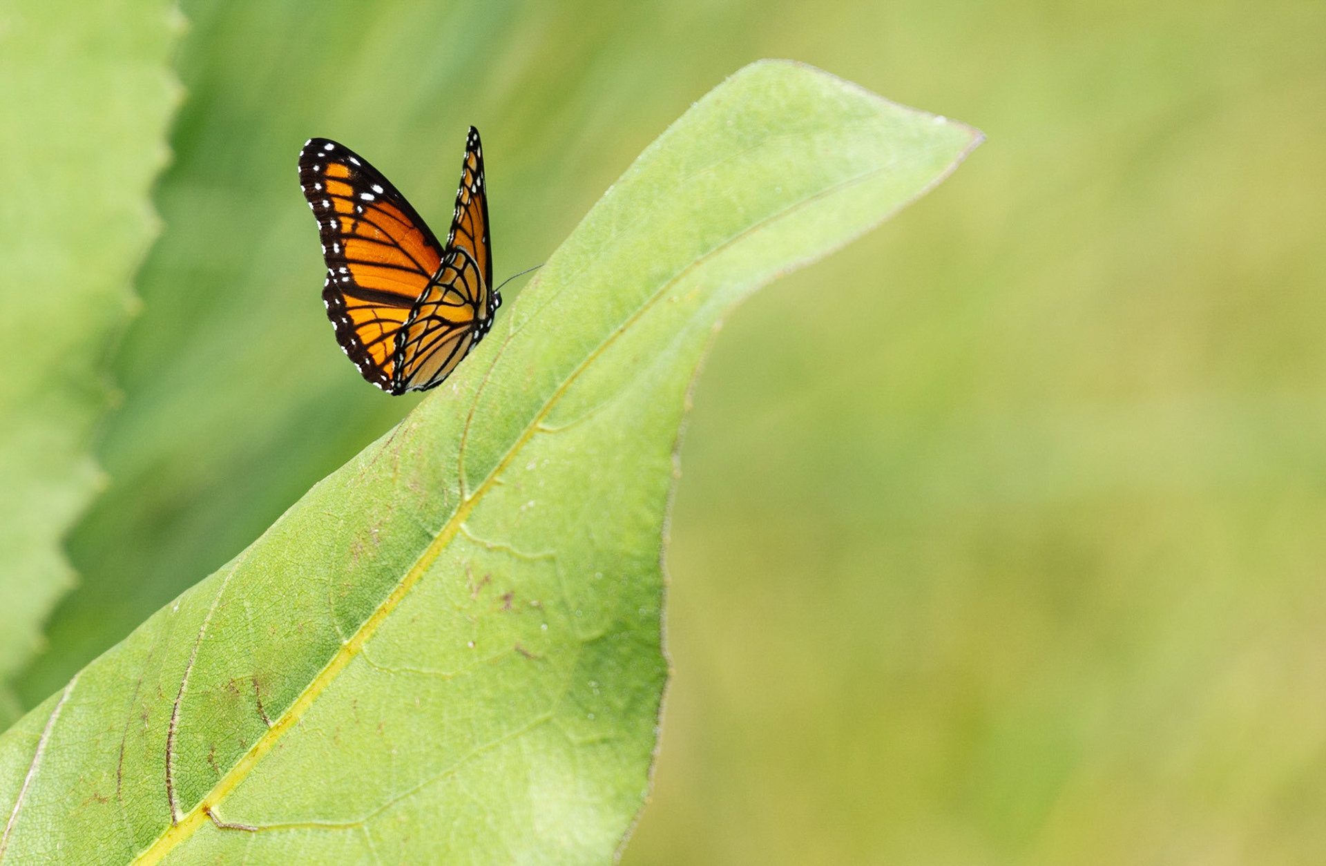Viceroy Butterfly