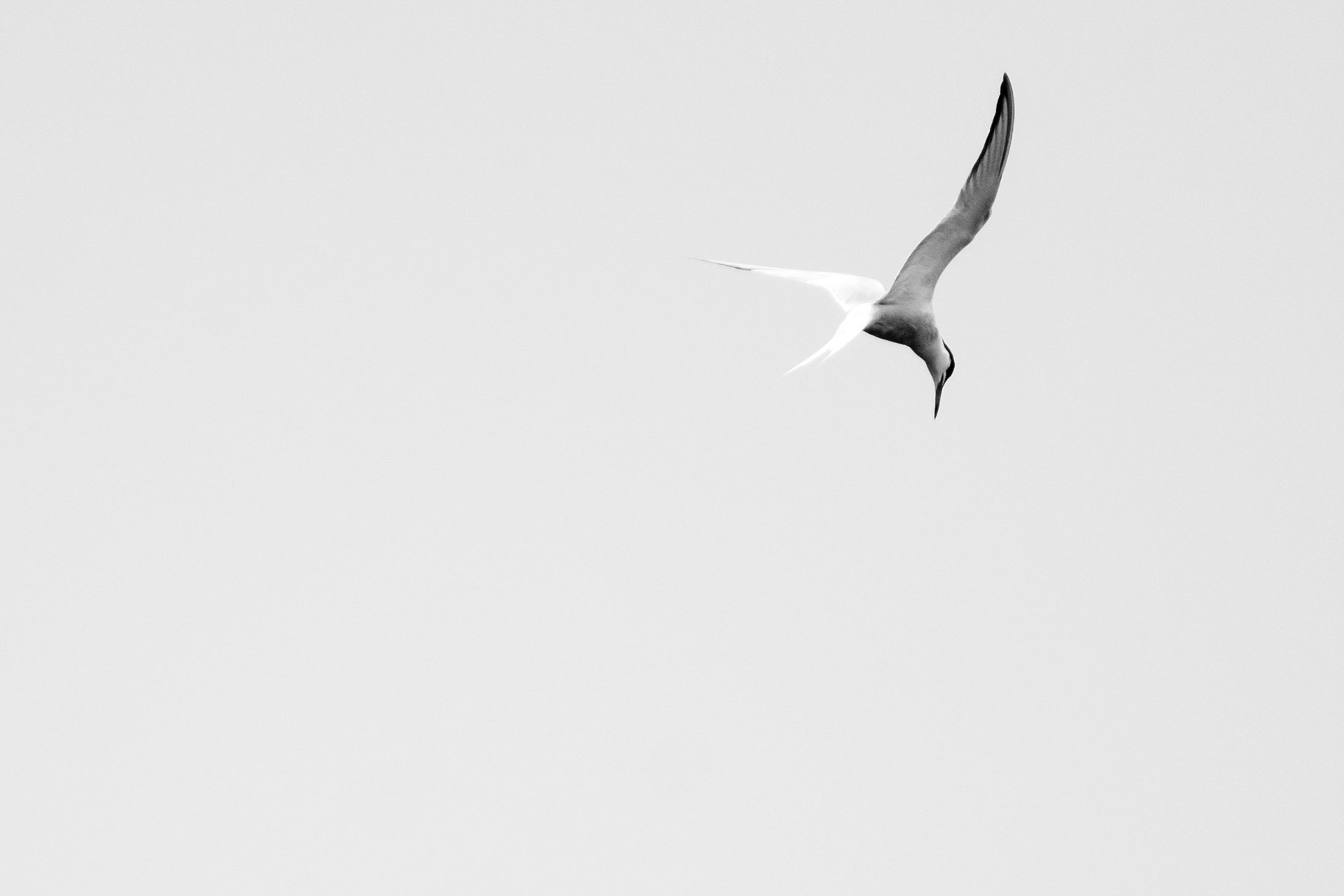 Tern of the Century