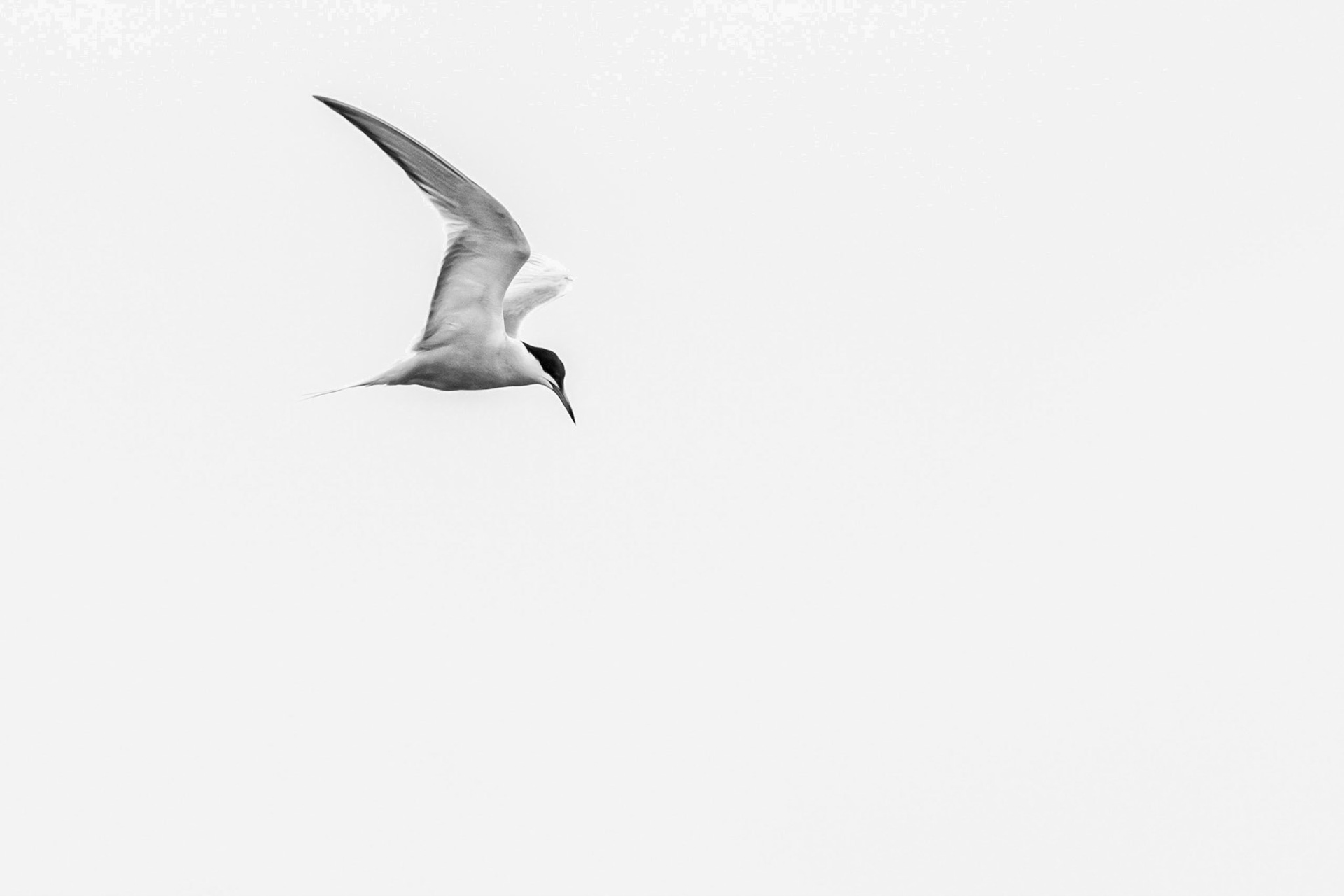 Tern