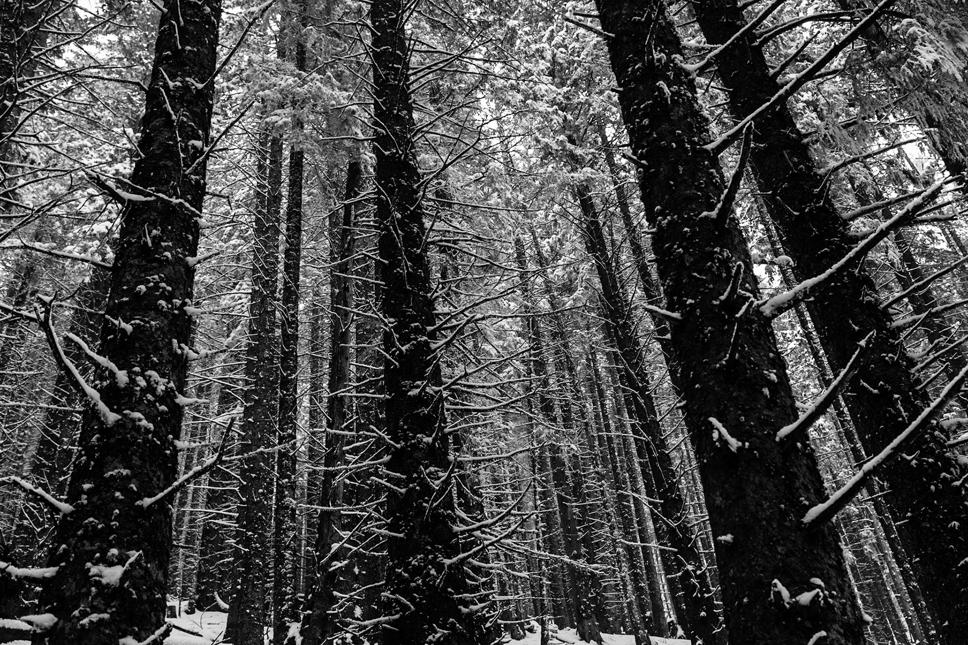 Frozen Woods