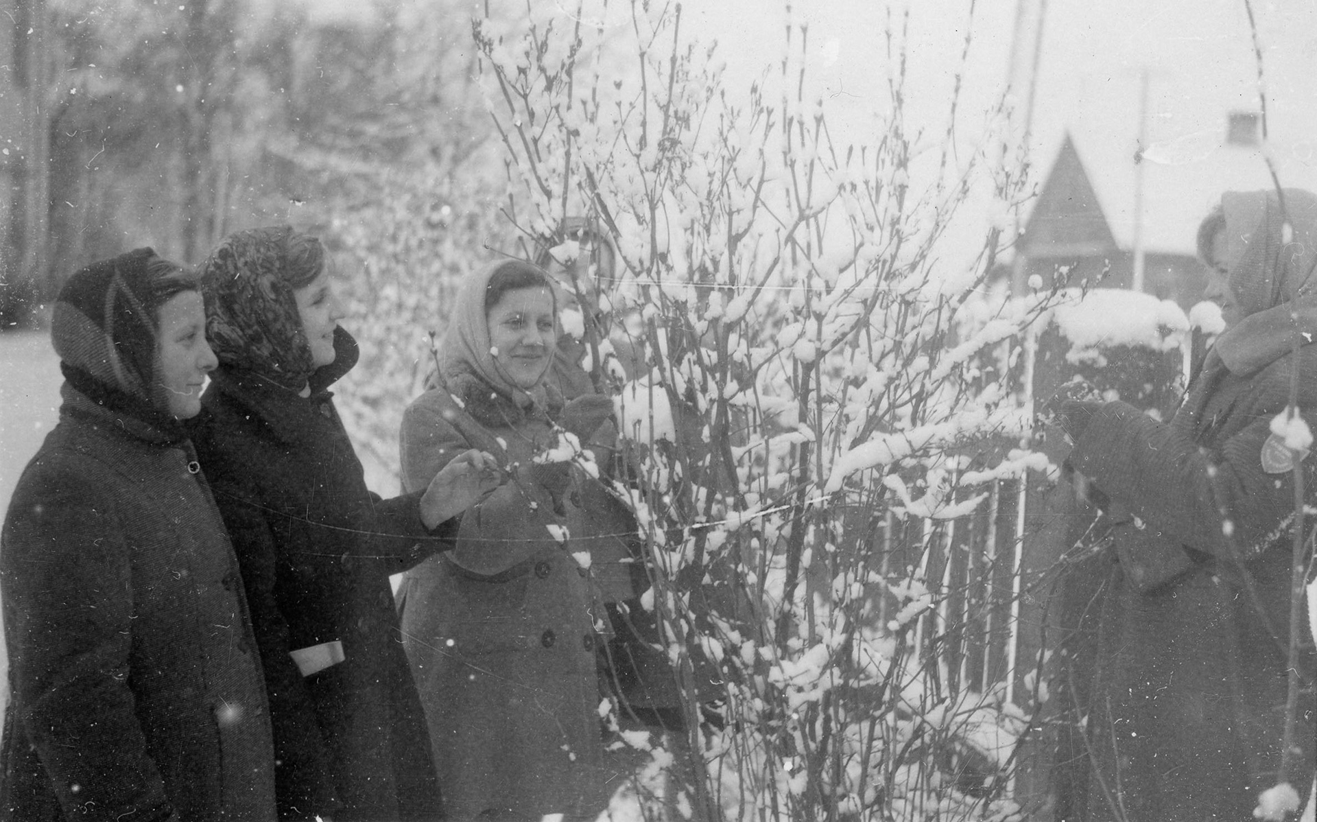 1961.01.26 | Zima w całej pełni - zdjęcie przy zaśnieżonym knowie bzu | z arch. Zespołu Szkolno-Przedszkolnego w Zabłudowie