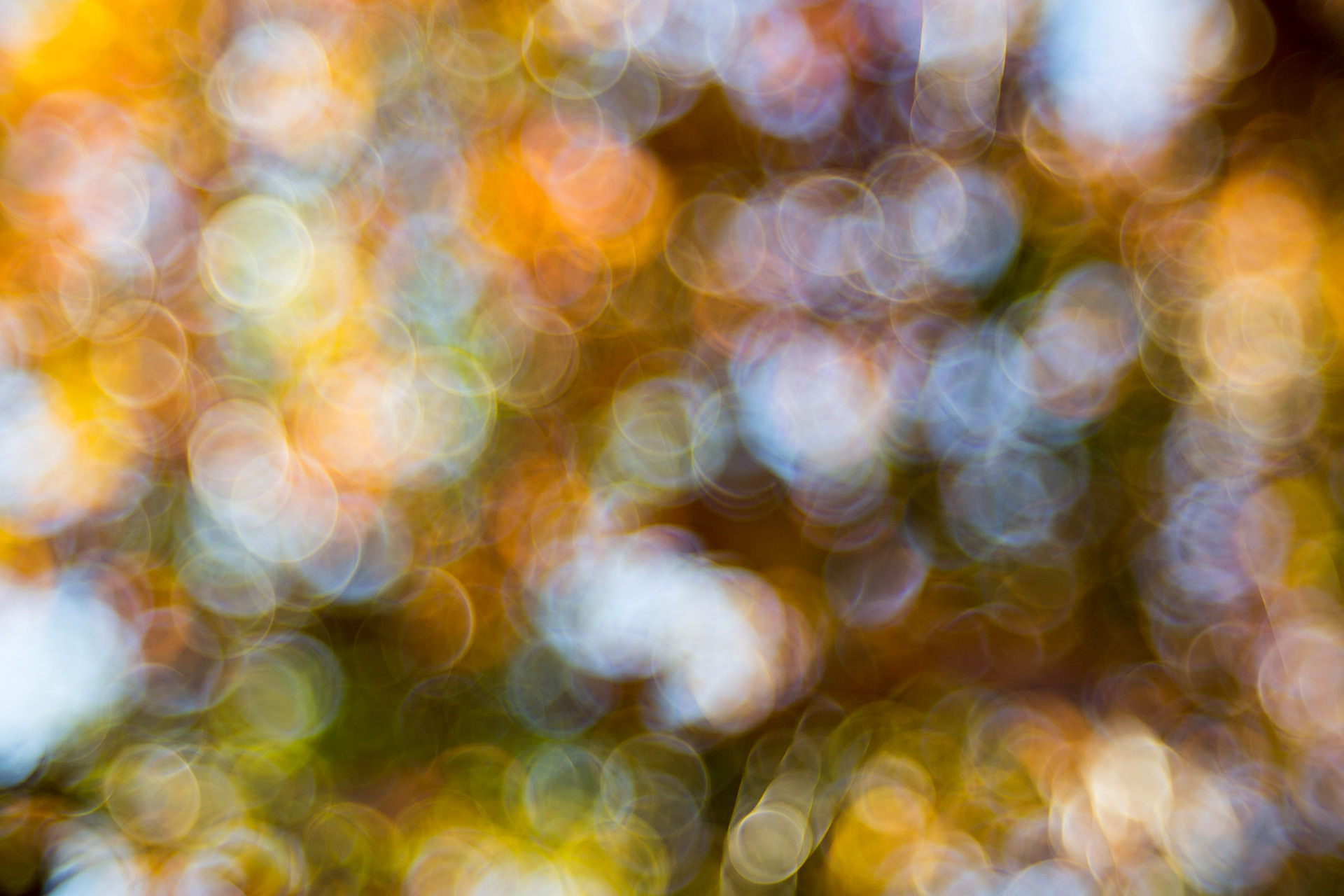 Herbstbaum