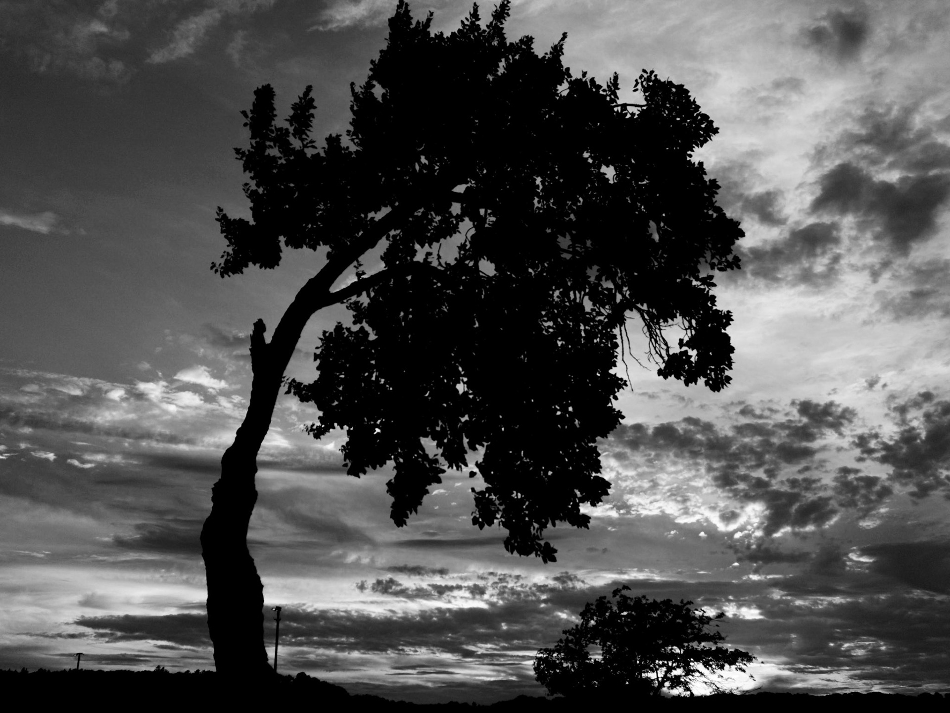 heatherwilson.photography - Sad Tree