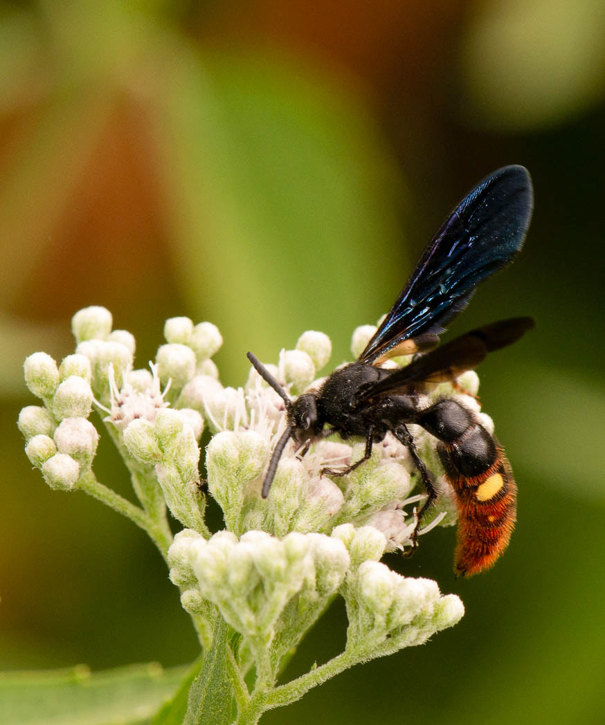 David H. M. Gray Photography - Blue-Winged Wasp