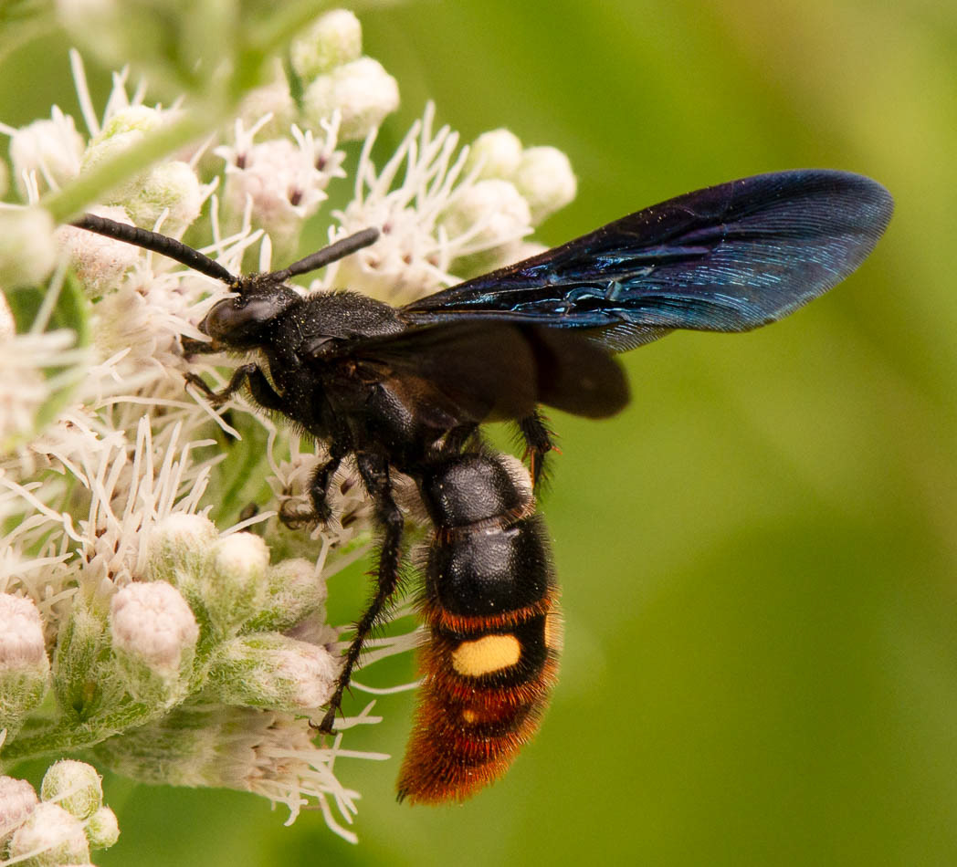 David H. M. Gray Photography - Blue-Winged Wasp