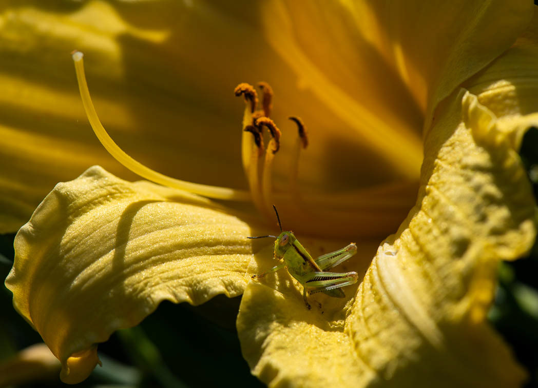 David H. M. Gray Photography
