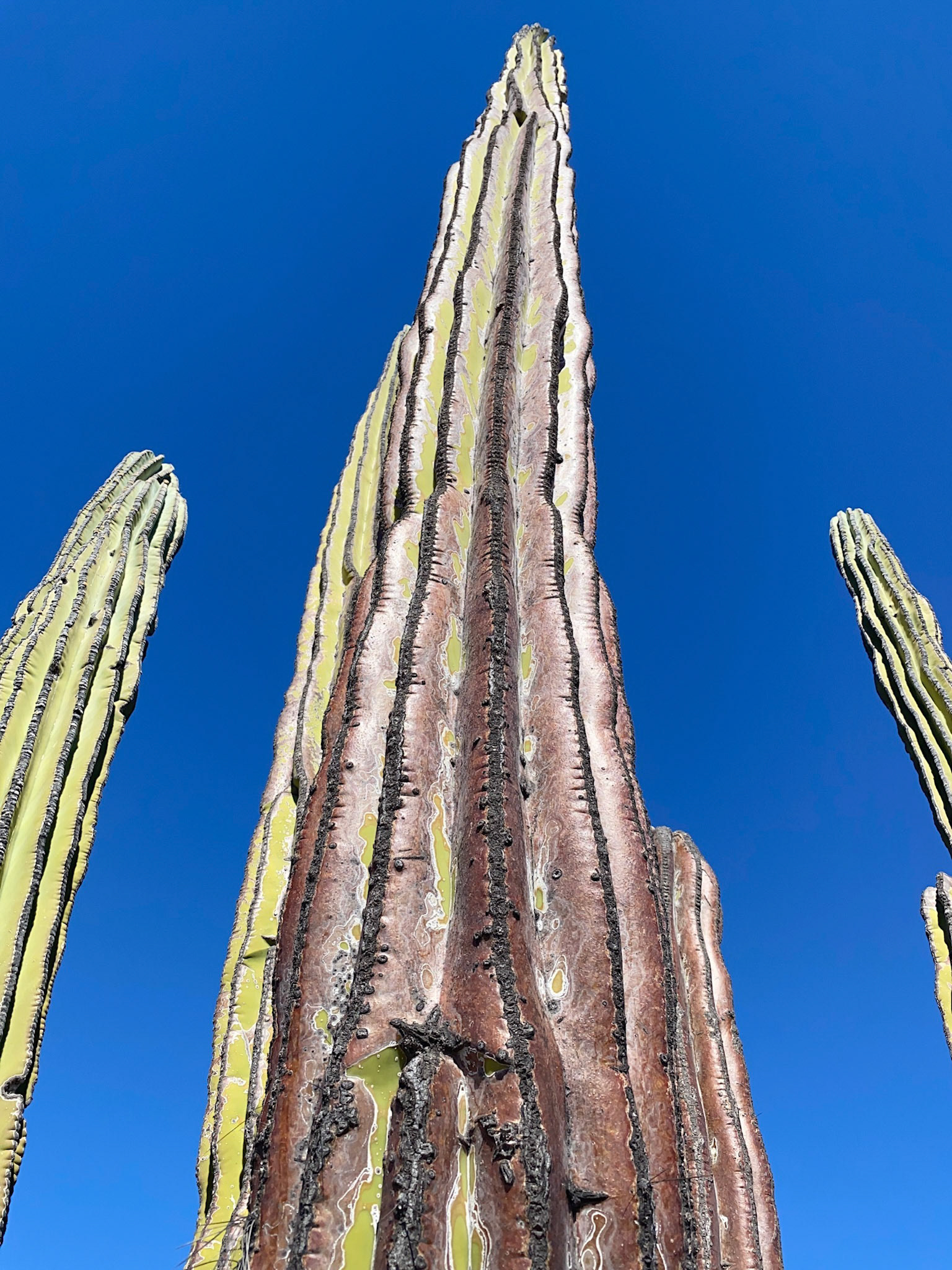 Pitaya Dulce Cardón