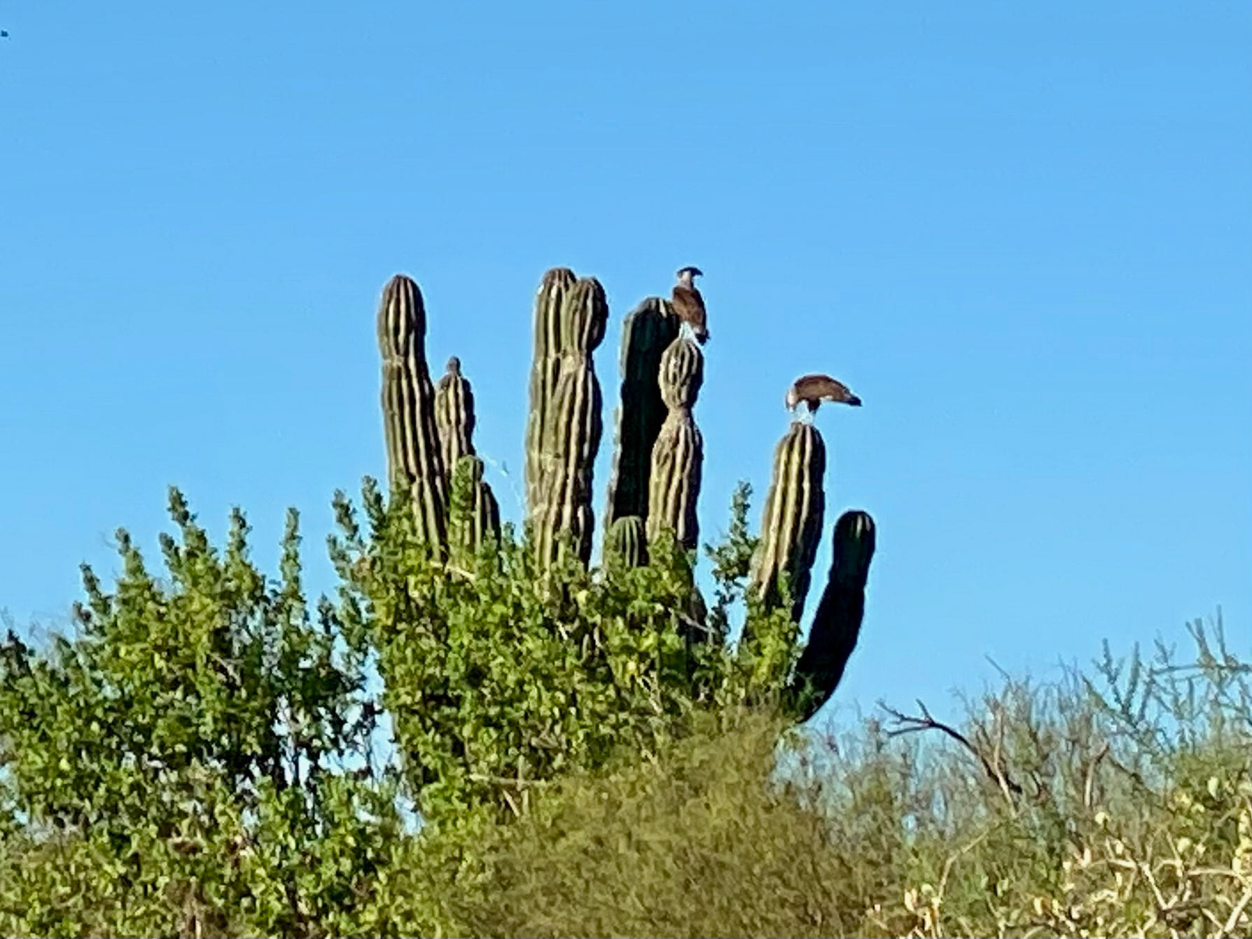 Biking Day 3: not sure what these beautiful birds are
