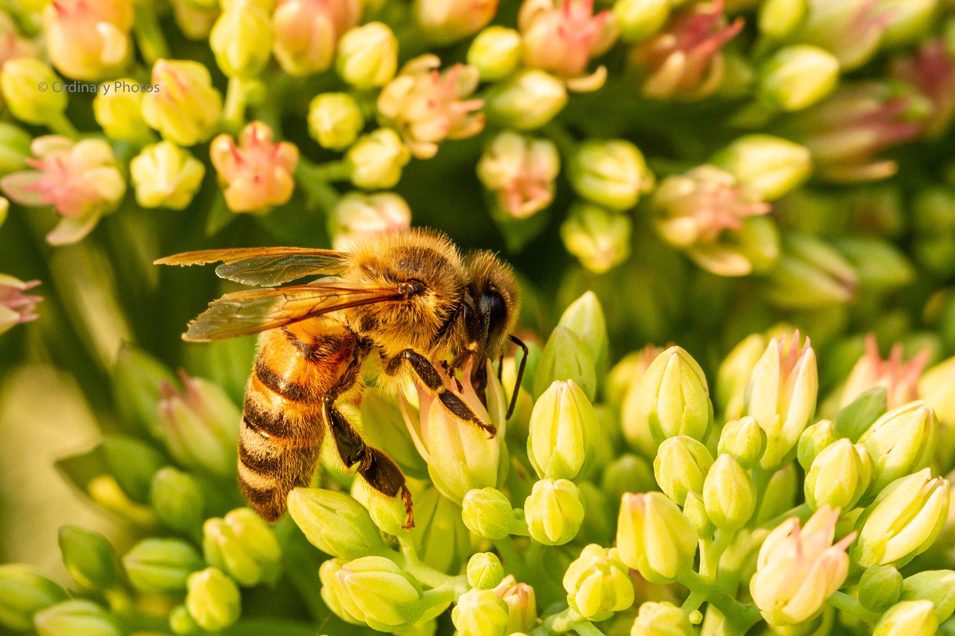 Een macrofoto van een honingbij op zoek naar nectar