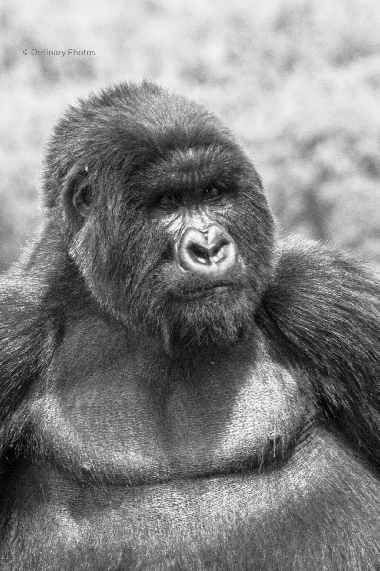 Portret van een zilverrug gorilla in Rwanda