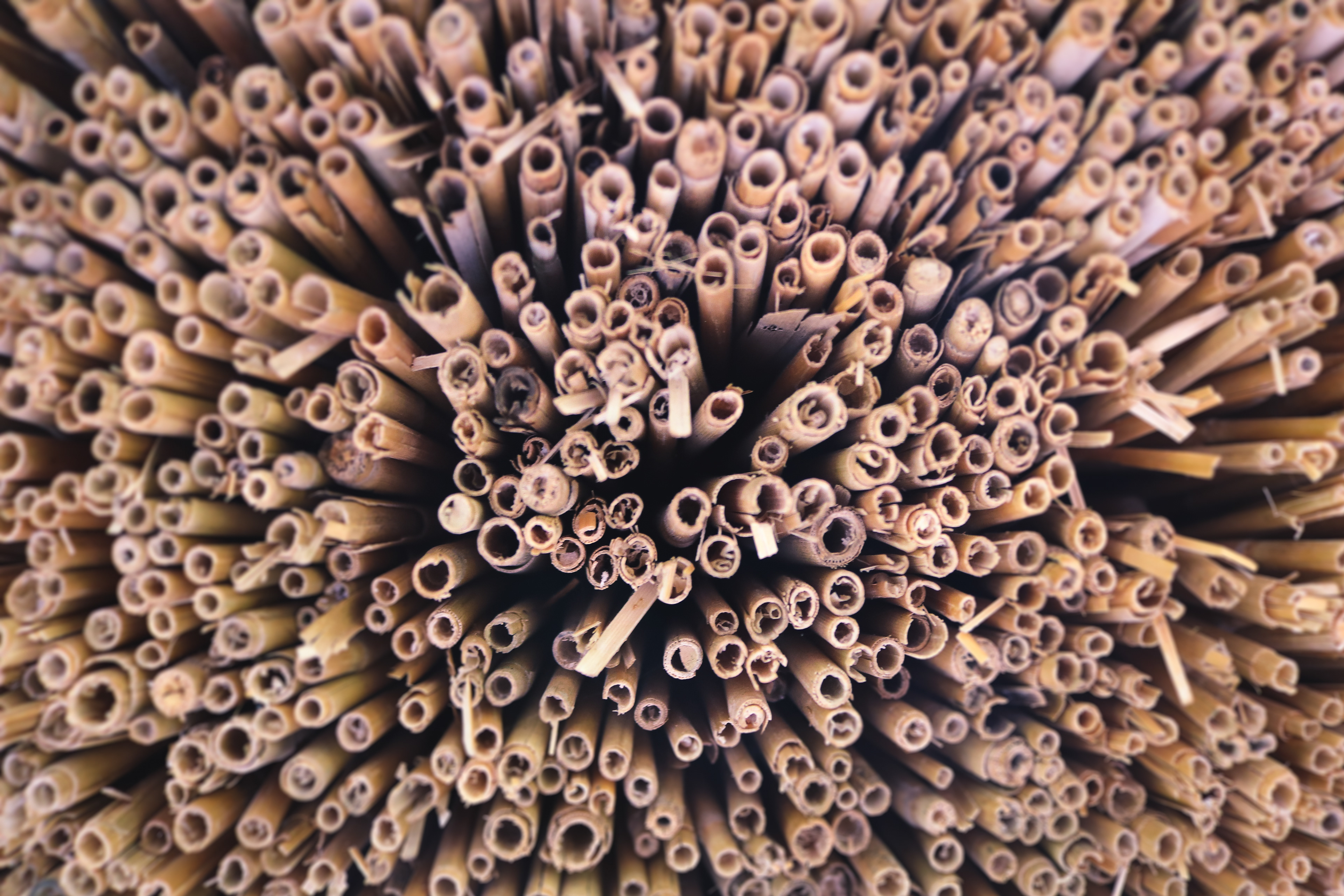 Thatch creating the roof of traditional houses in Takamatsu, Japan, 2016