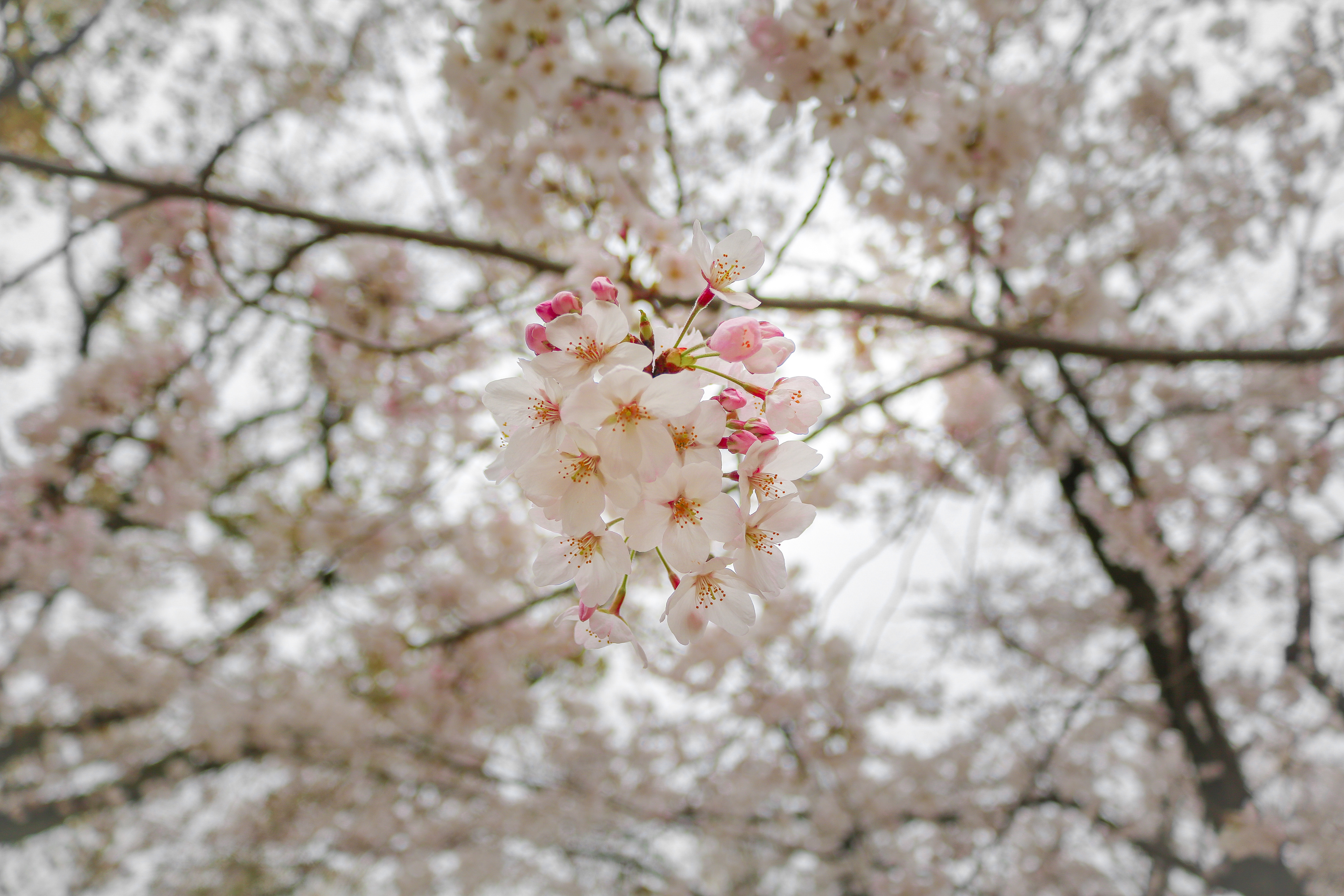 Cherry blossom in Hiroshima, Japan, 2017
