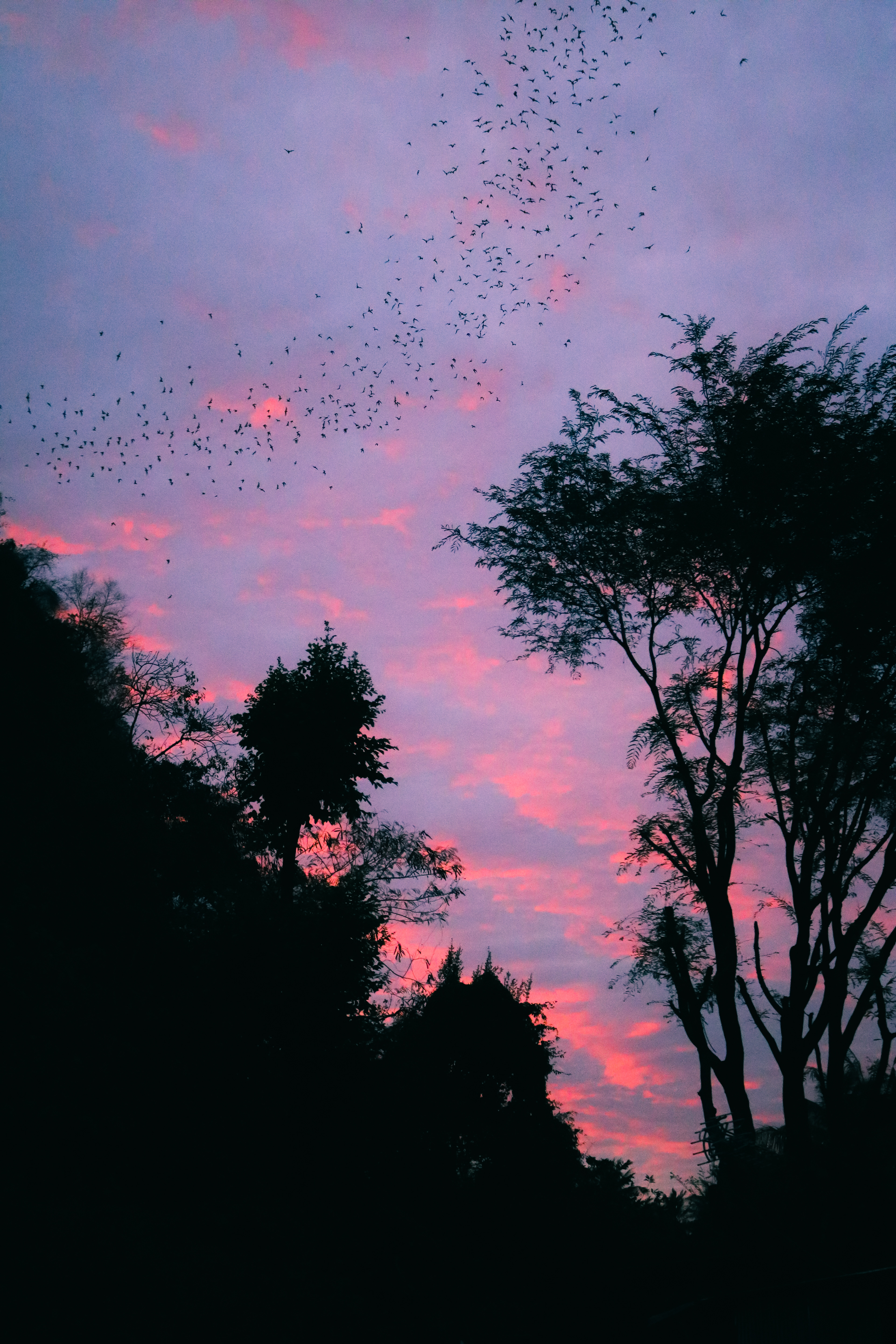Bats in the dusk, Cambodia, 2017