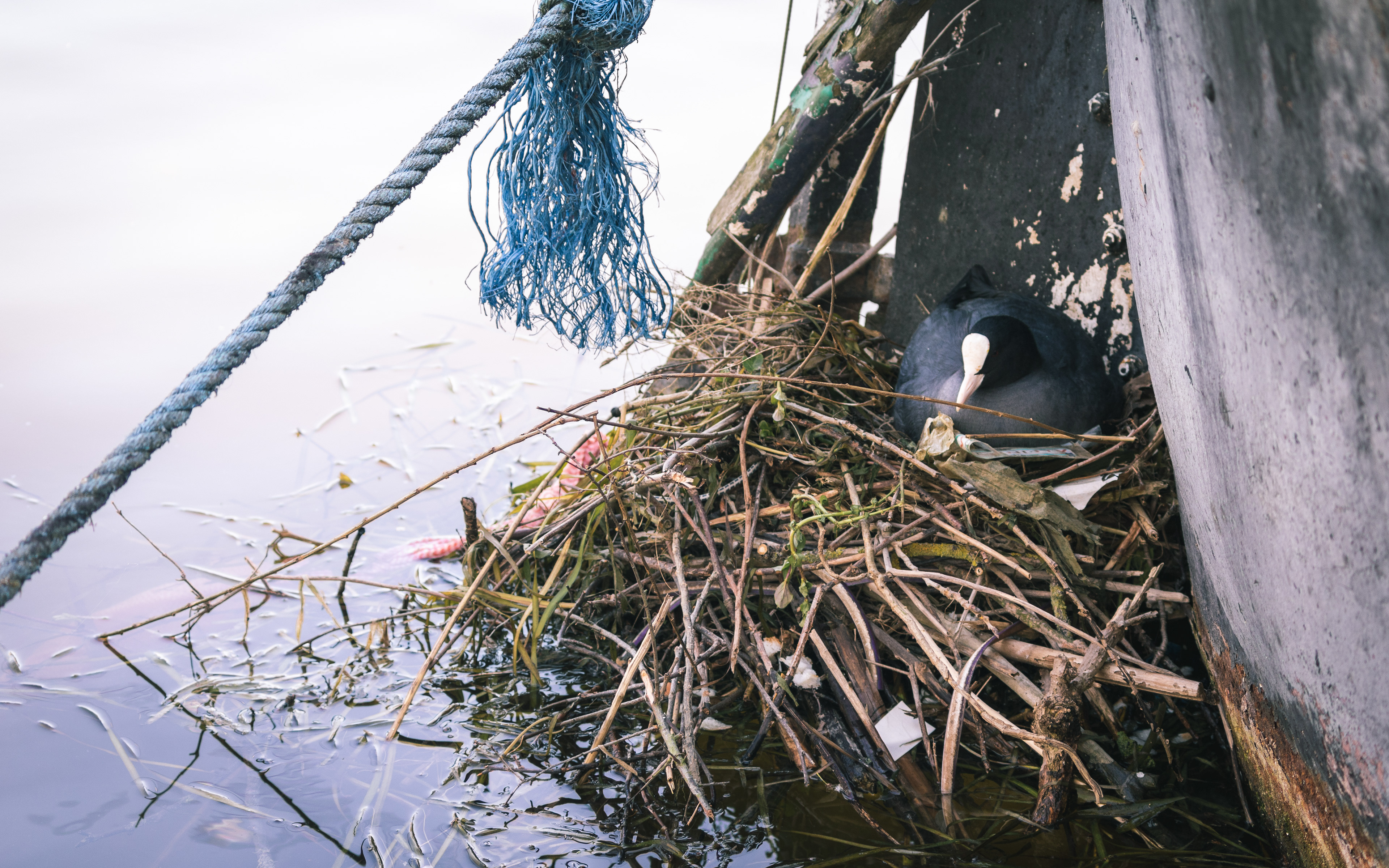 Coot Makes a Nest Under a Boat, UK, 2021