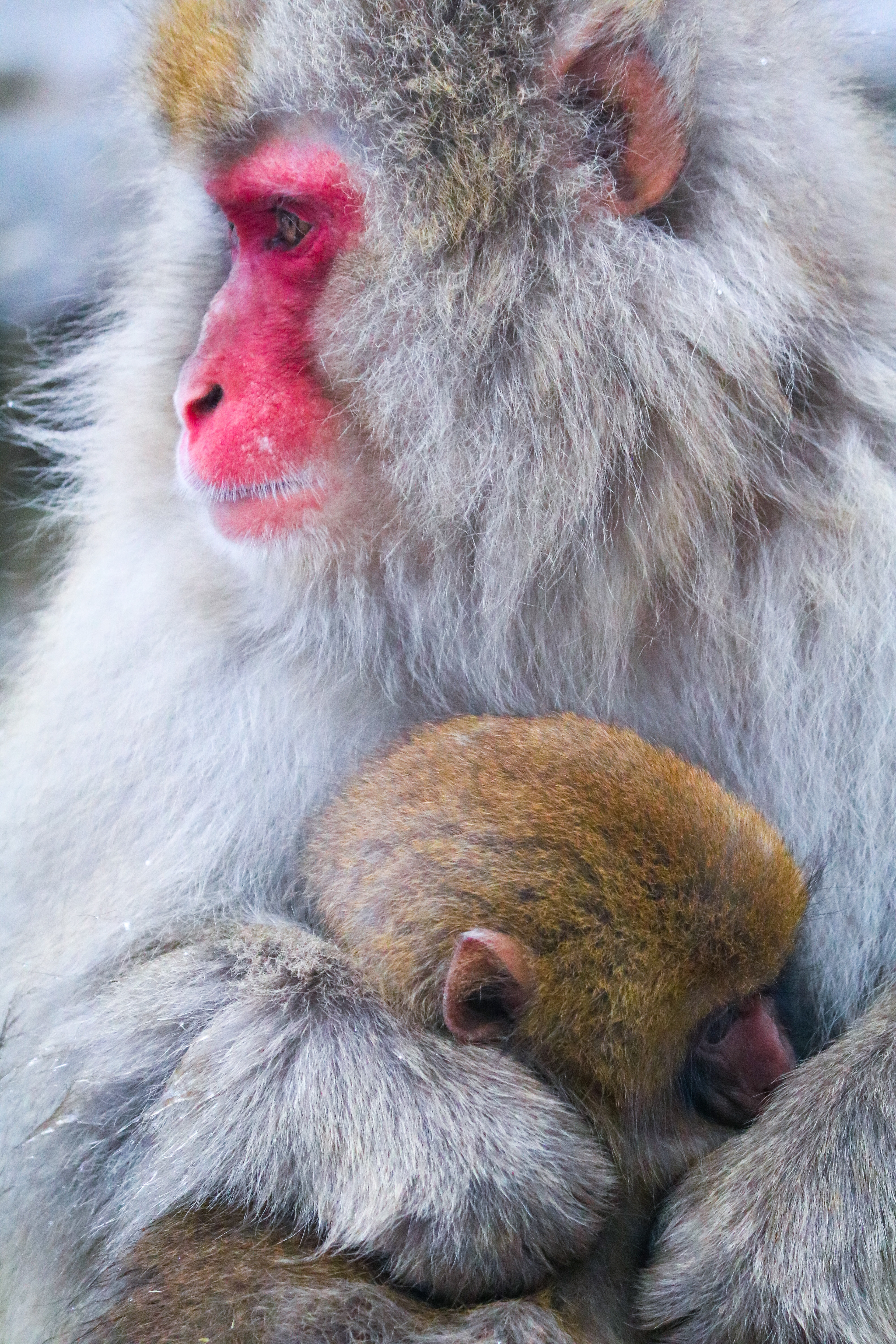Snow monkeys, Japan, 2019