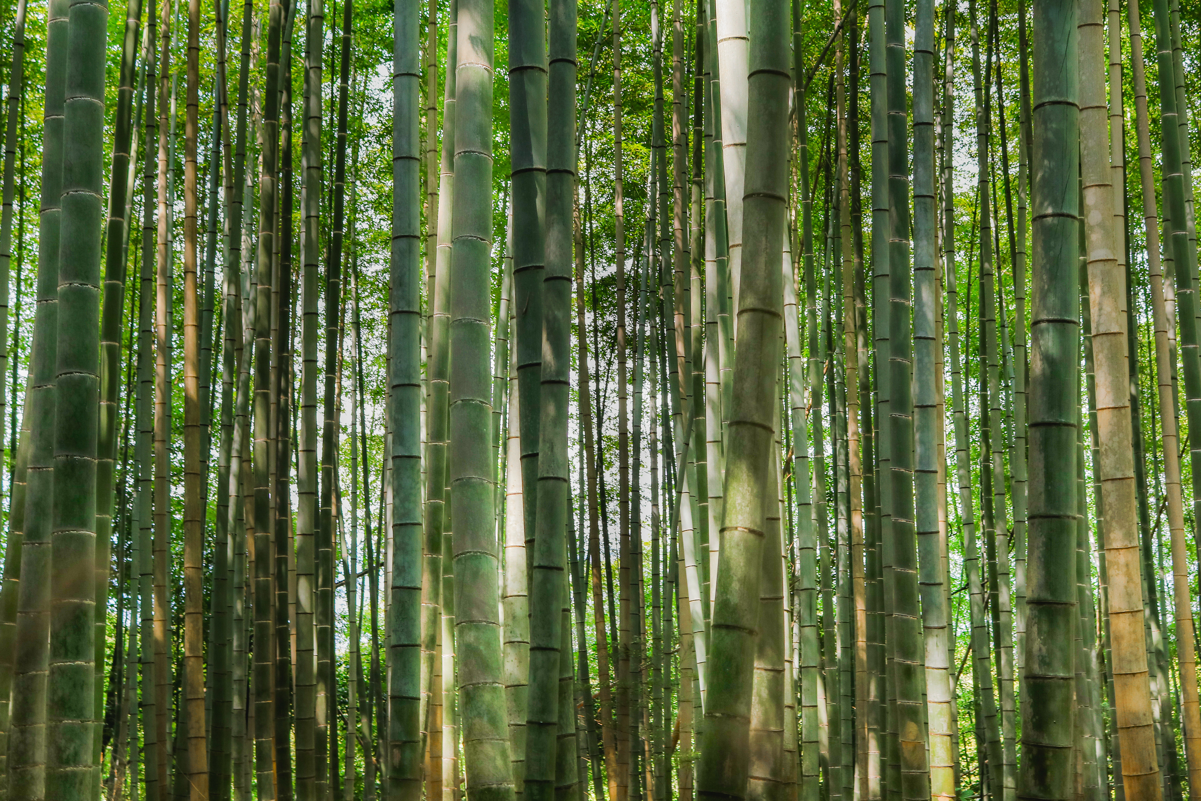 Bamboo in Koraku-en, Japan, 2018