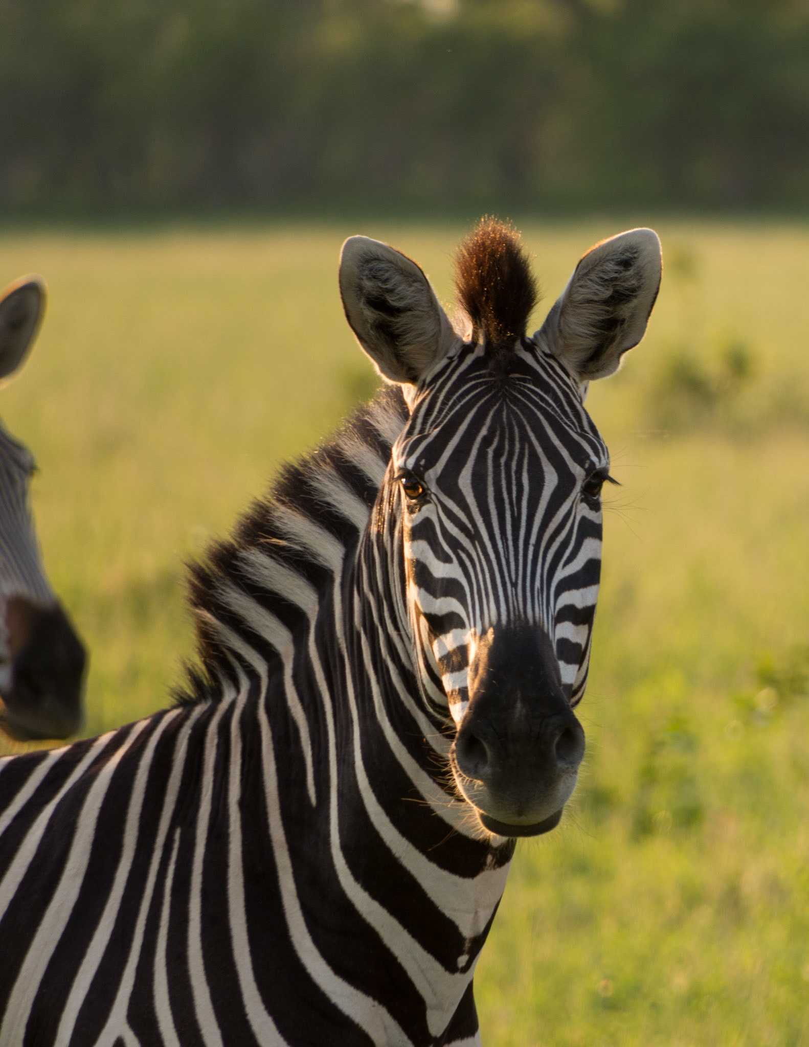 Zebra